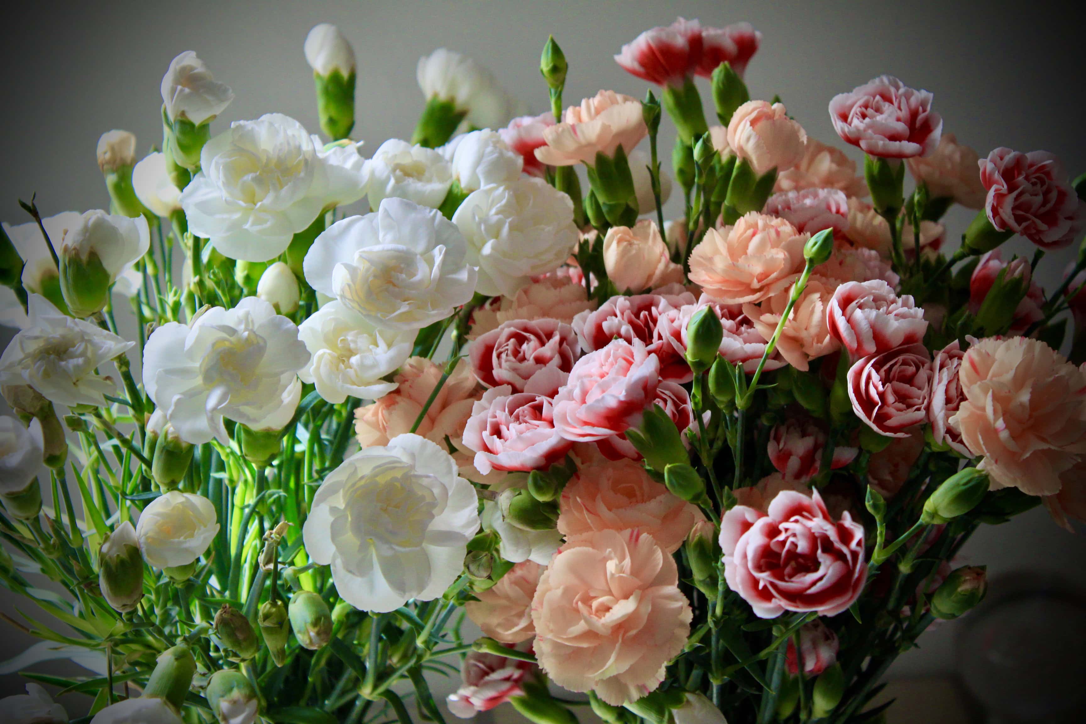 Carnations