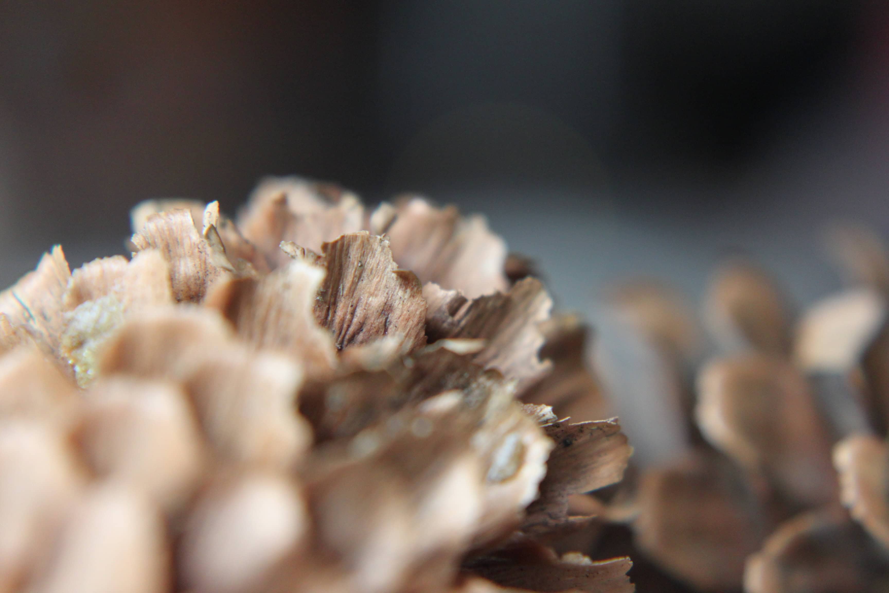 Macro pine cone