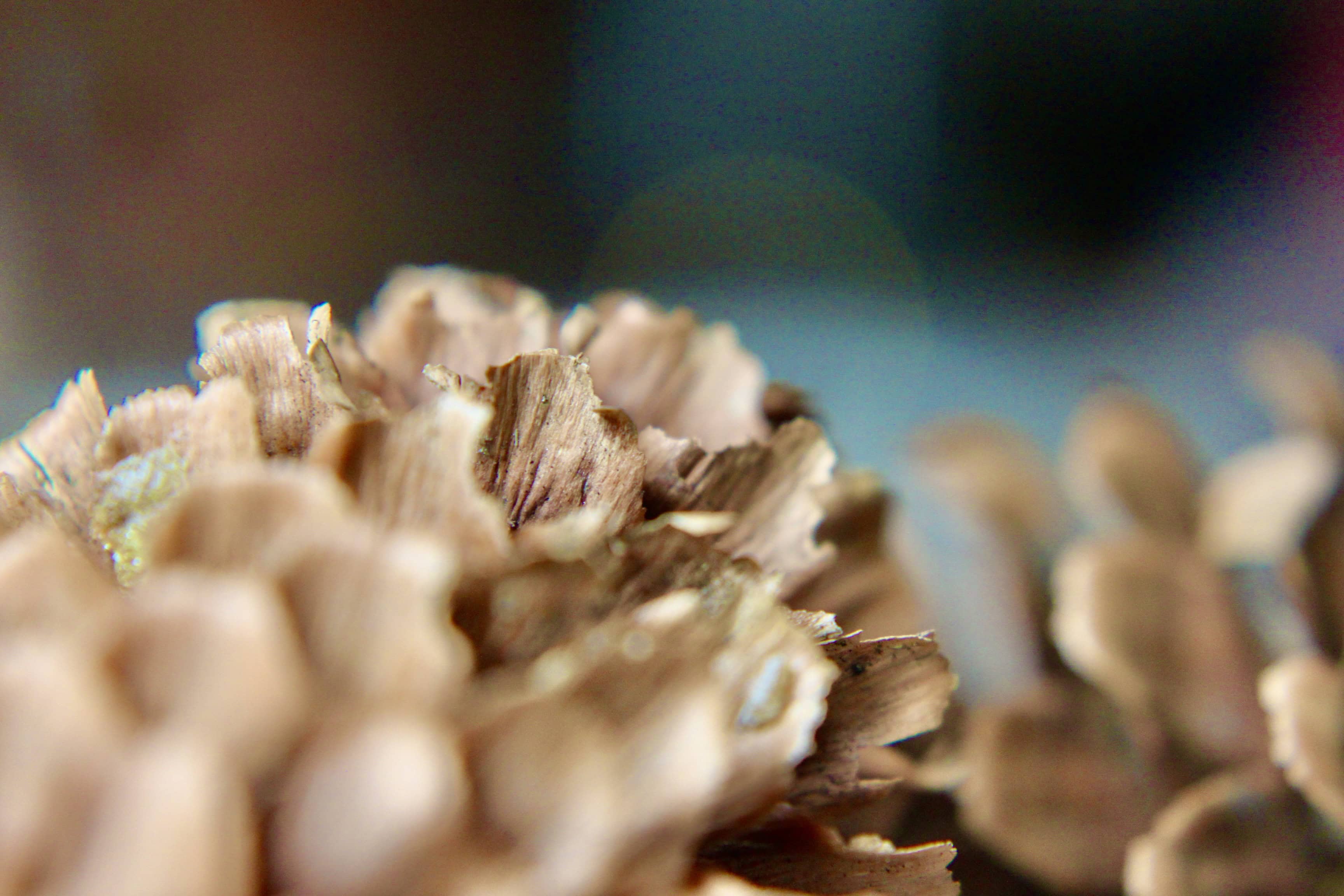 Pine cones