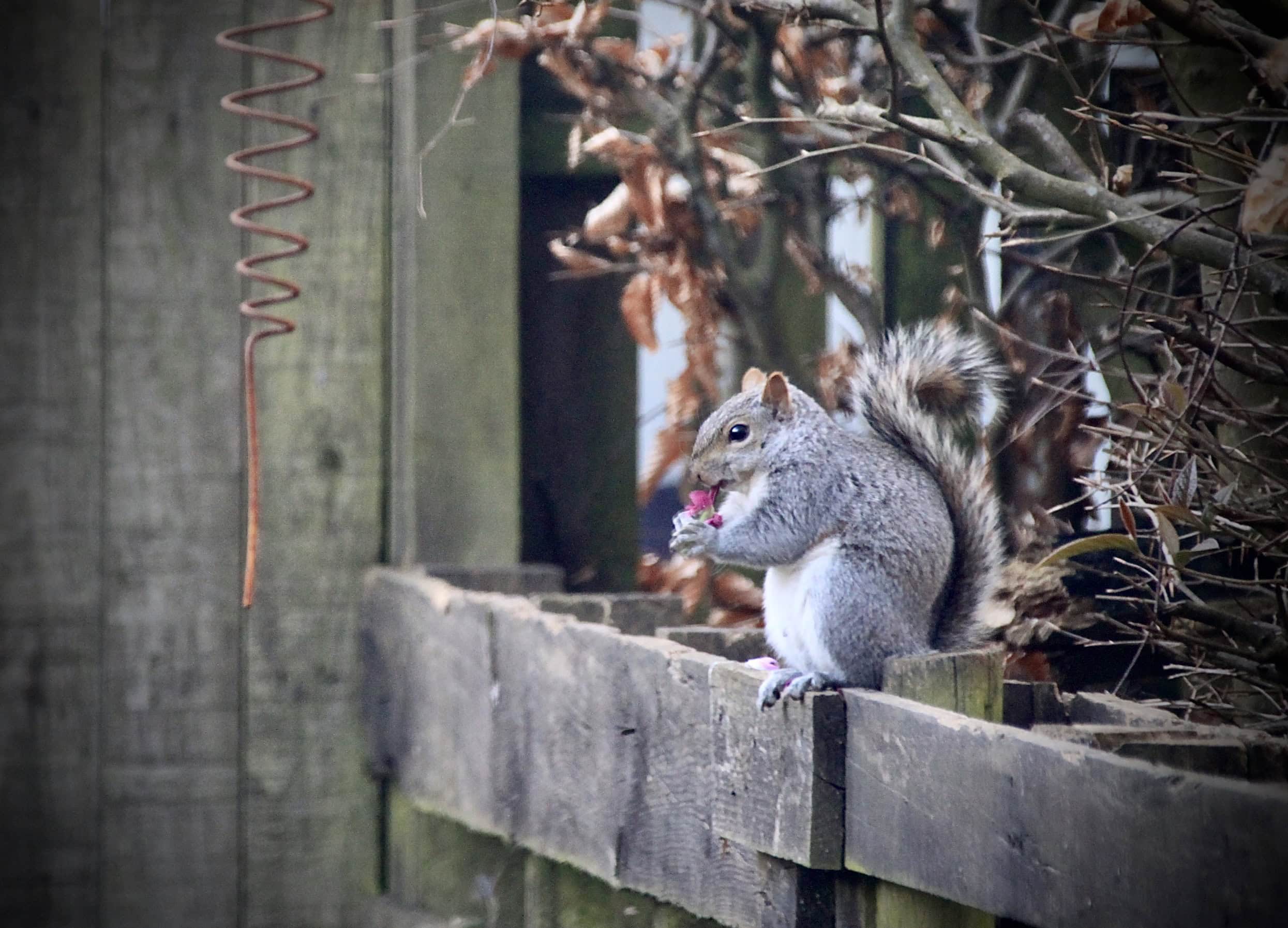 Squirrel eating carnations