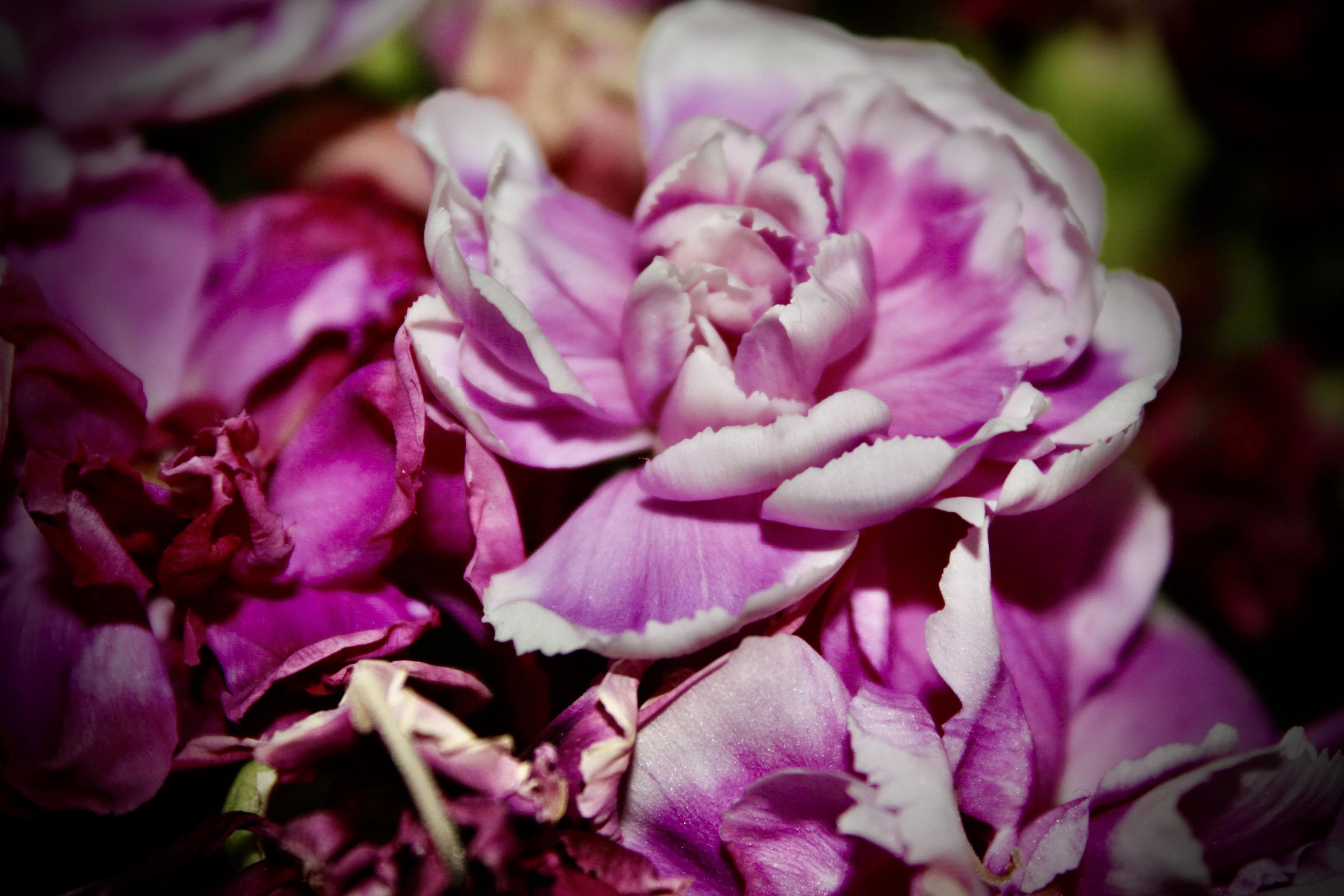 Old and New — Floral Friday Apr 03