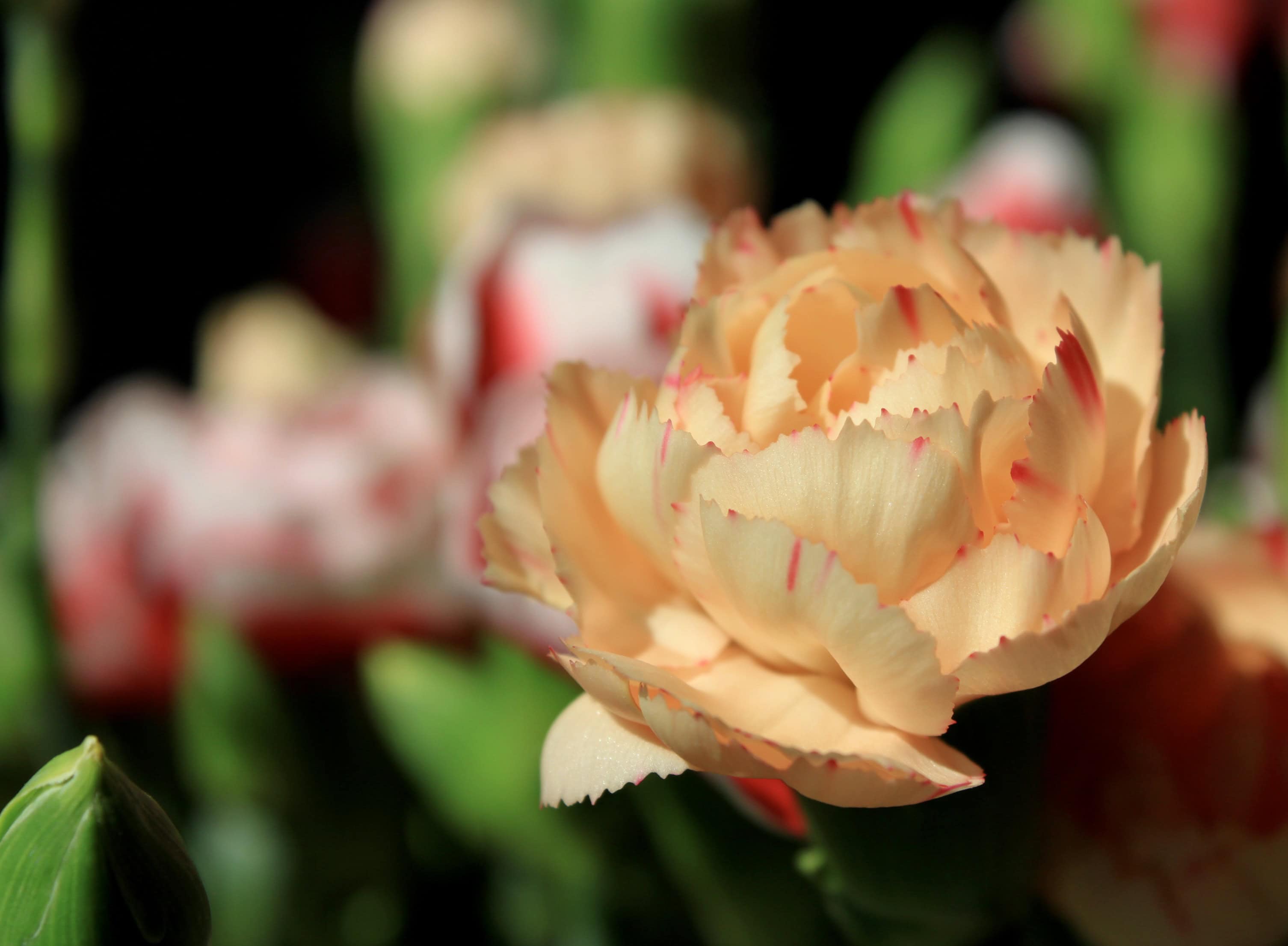 Peach Carnation — FOTD Apr 13