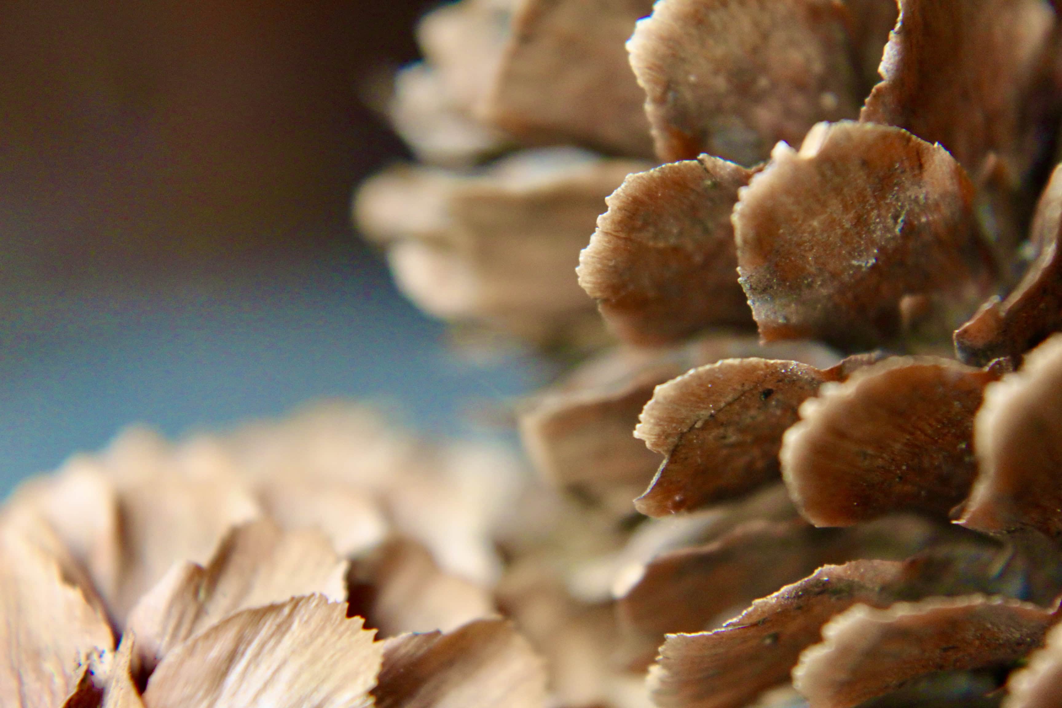 Pine cones