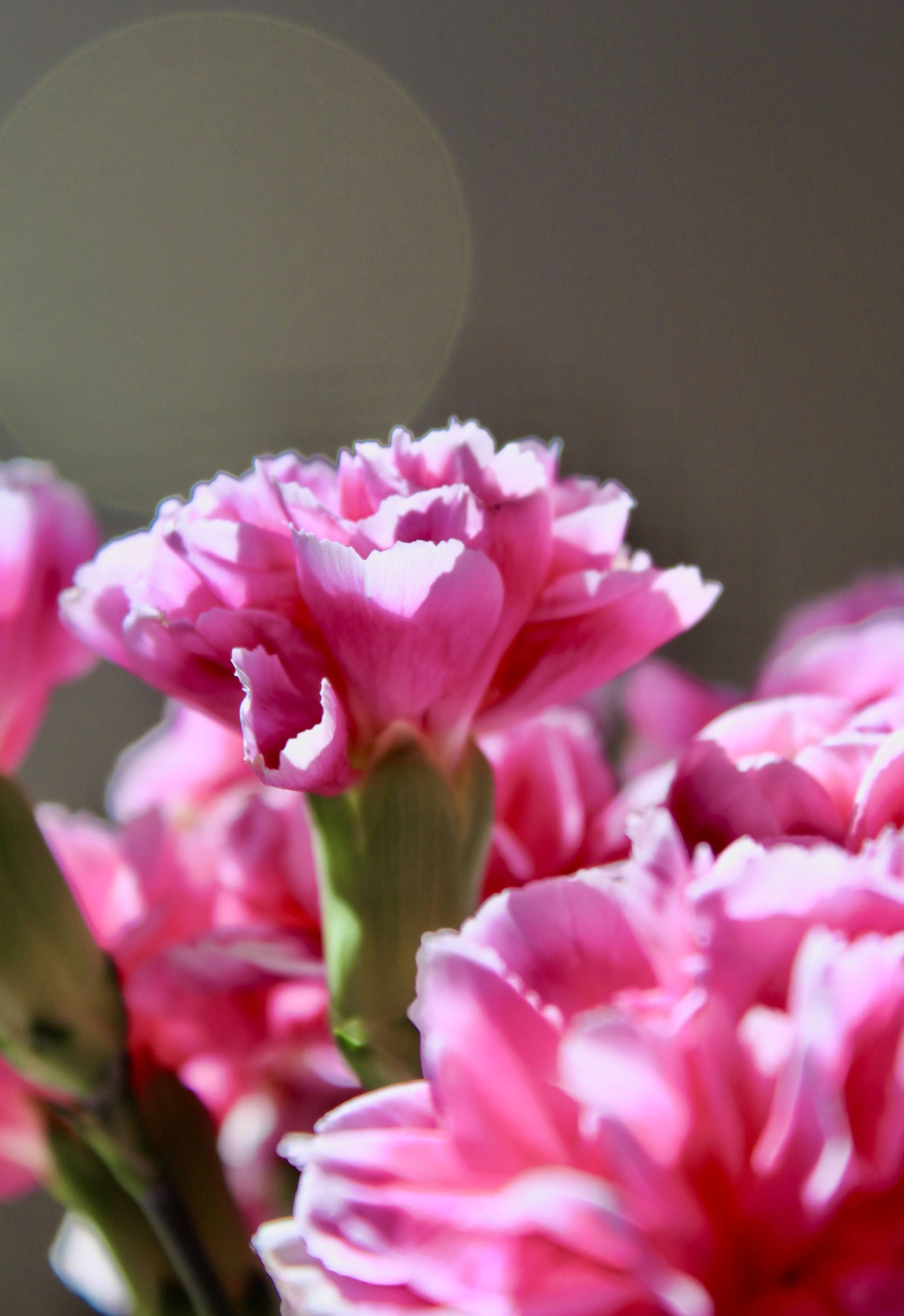 Pink carnation