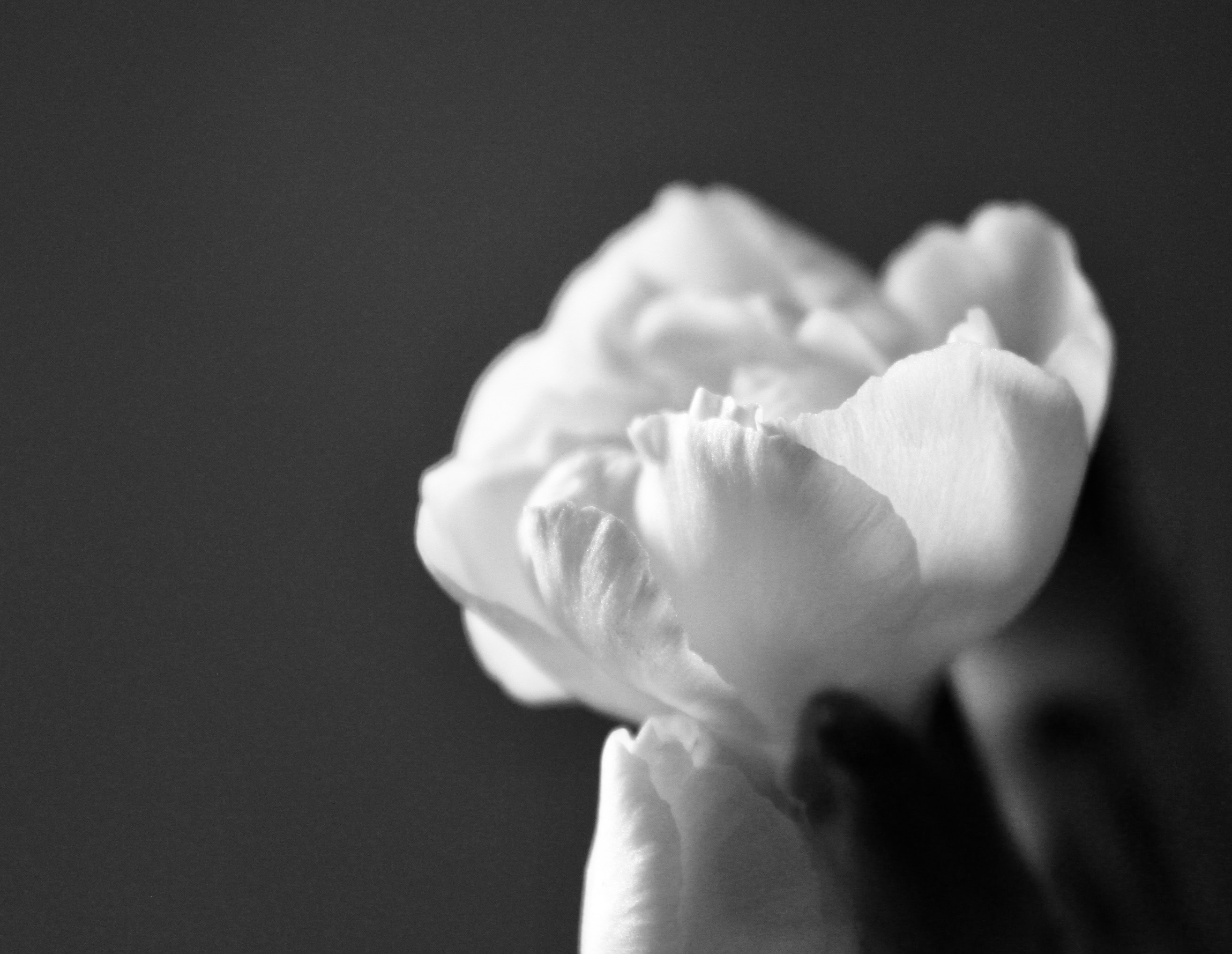 White carnation in noir