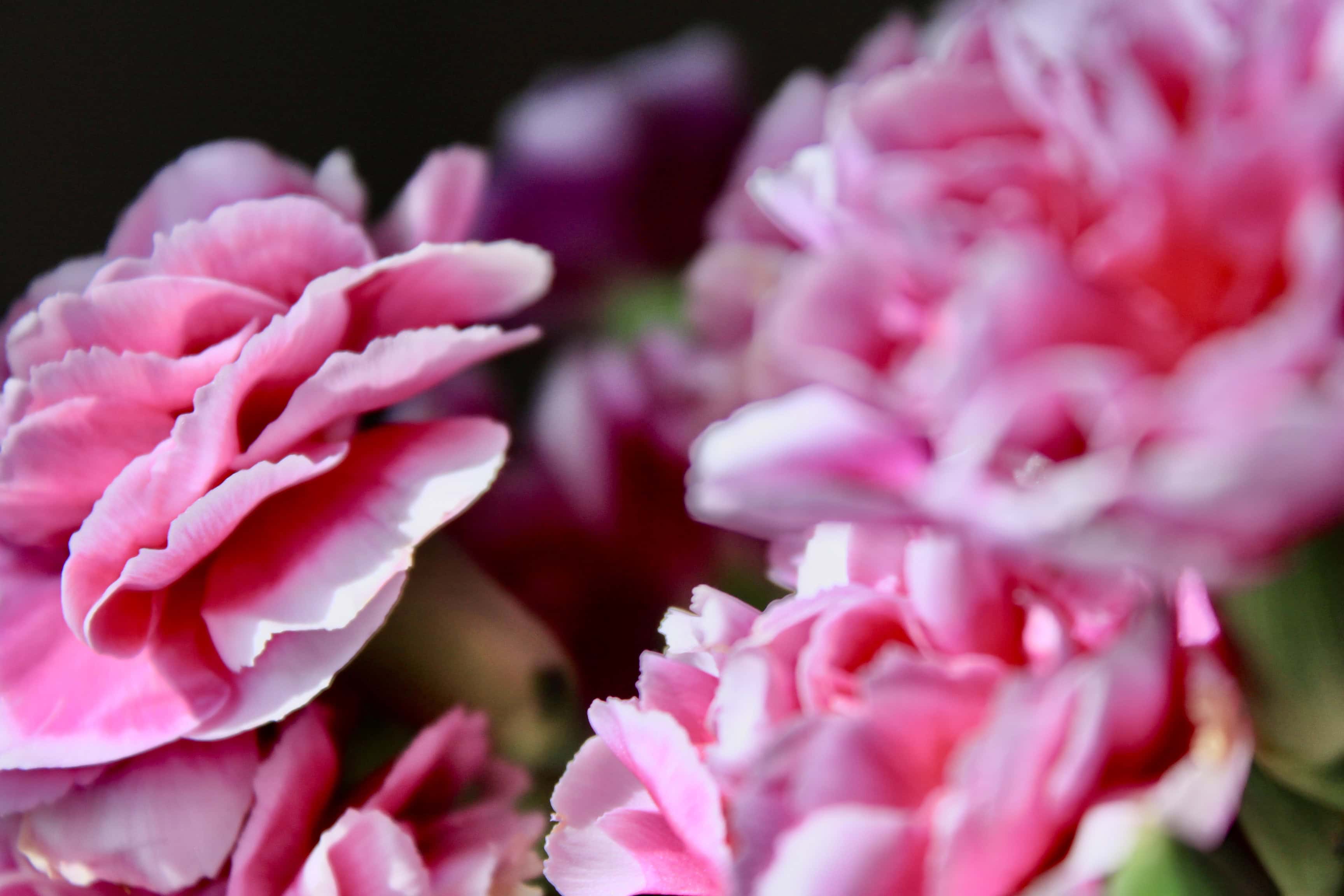 Pink carnations