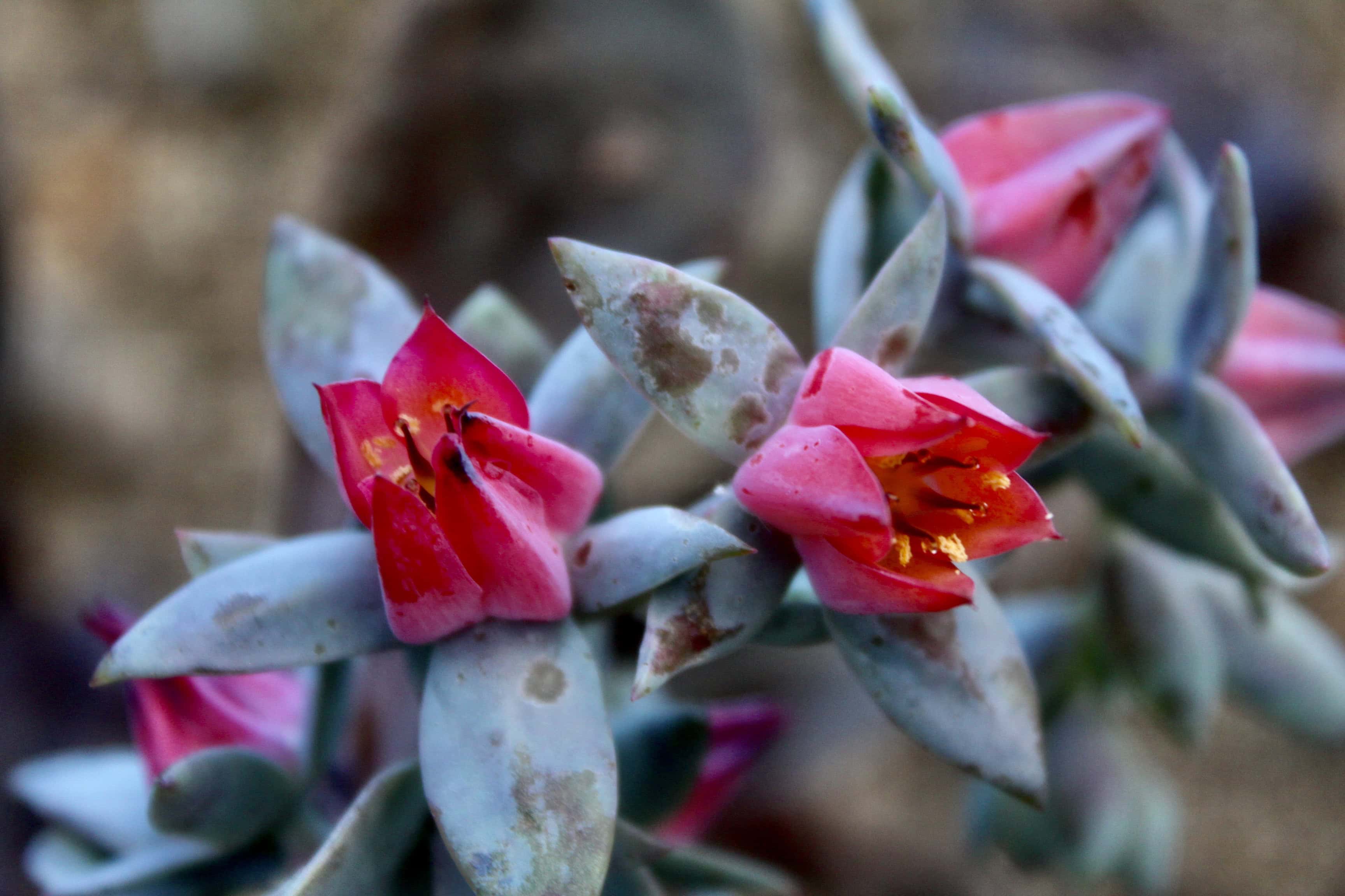 Succulents