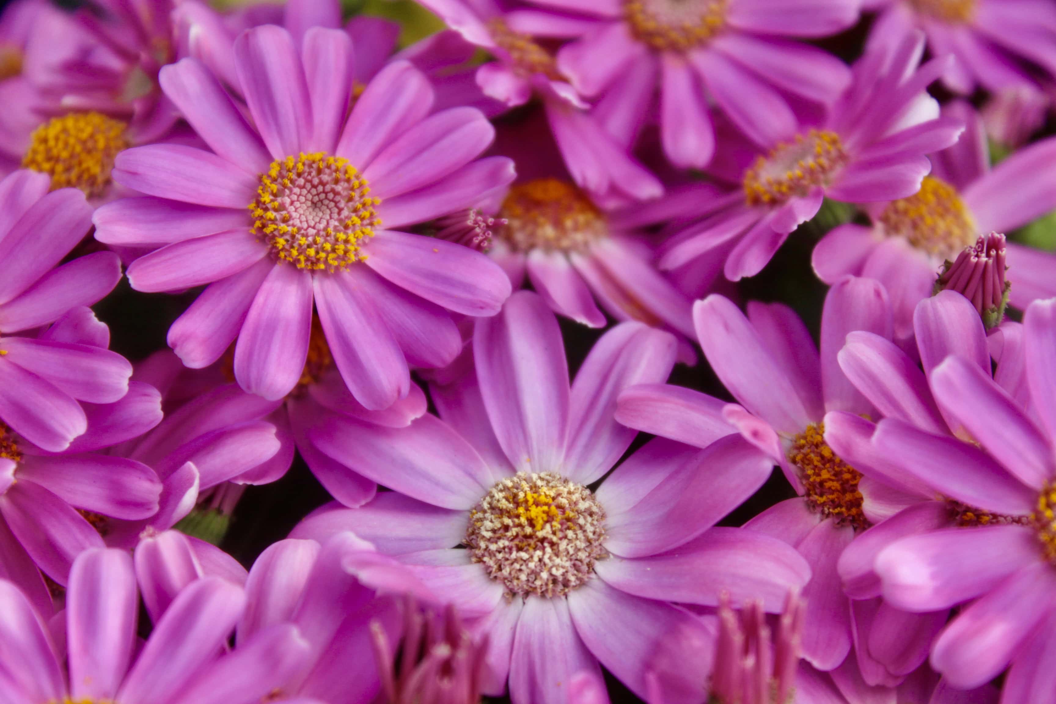 African daisies