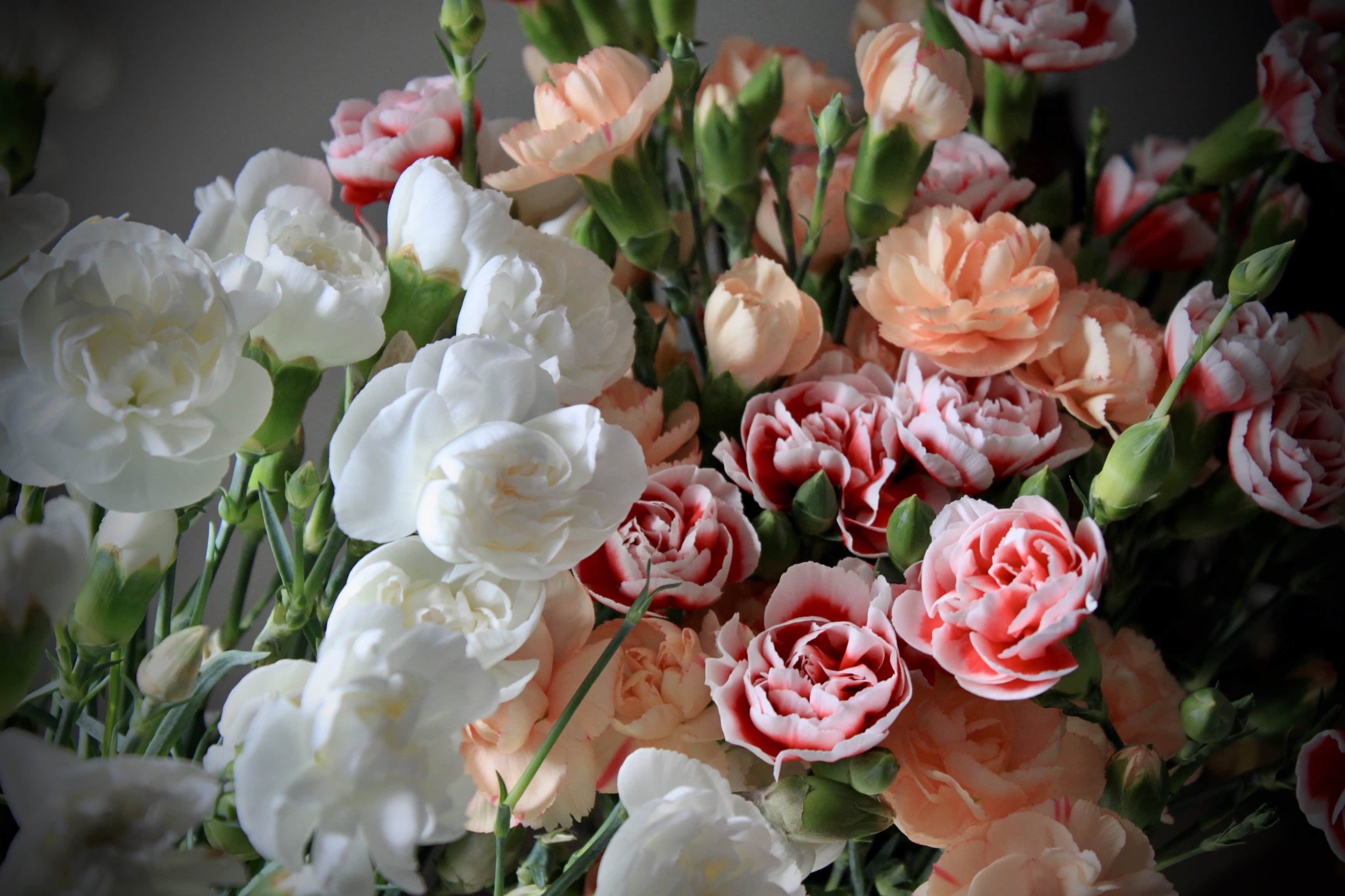 Carnations