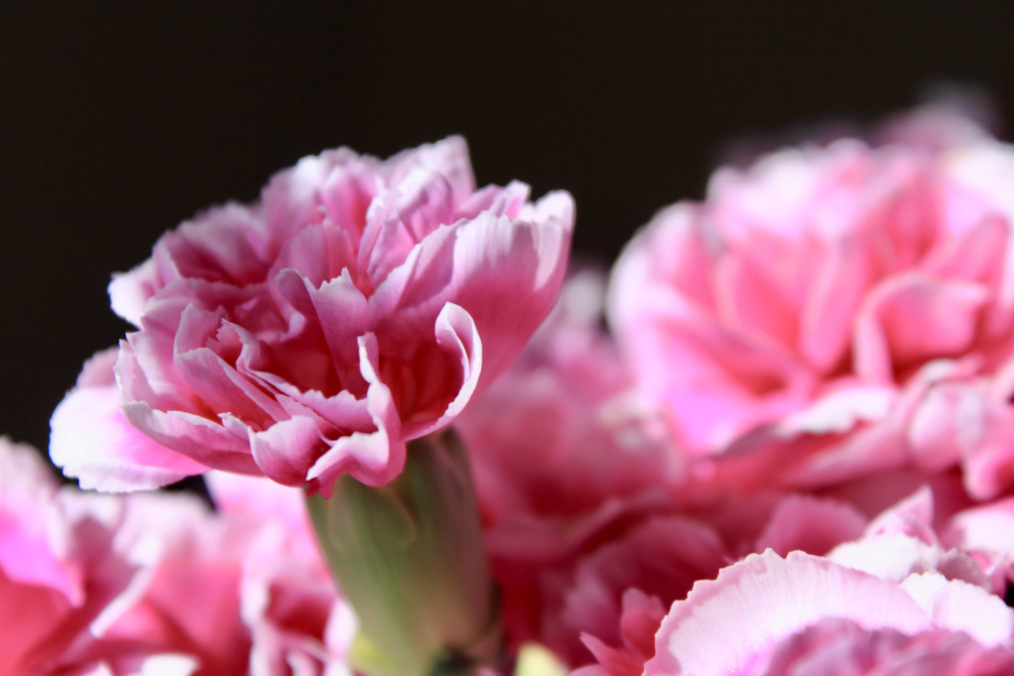 Pink Carnations #7 — FOTD Apr 12