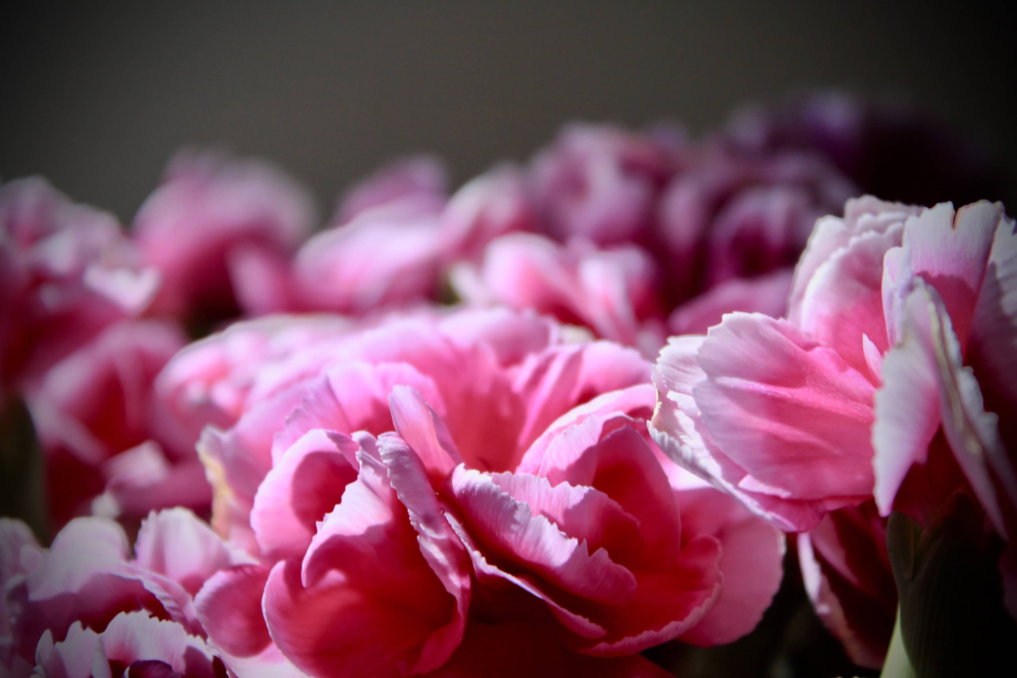 Pink carnations