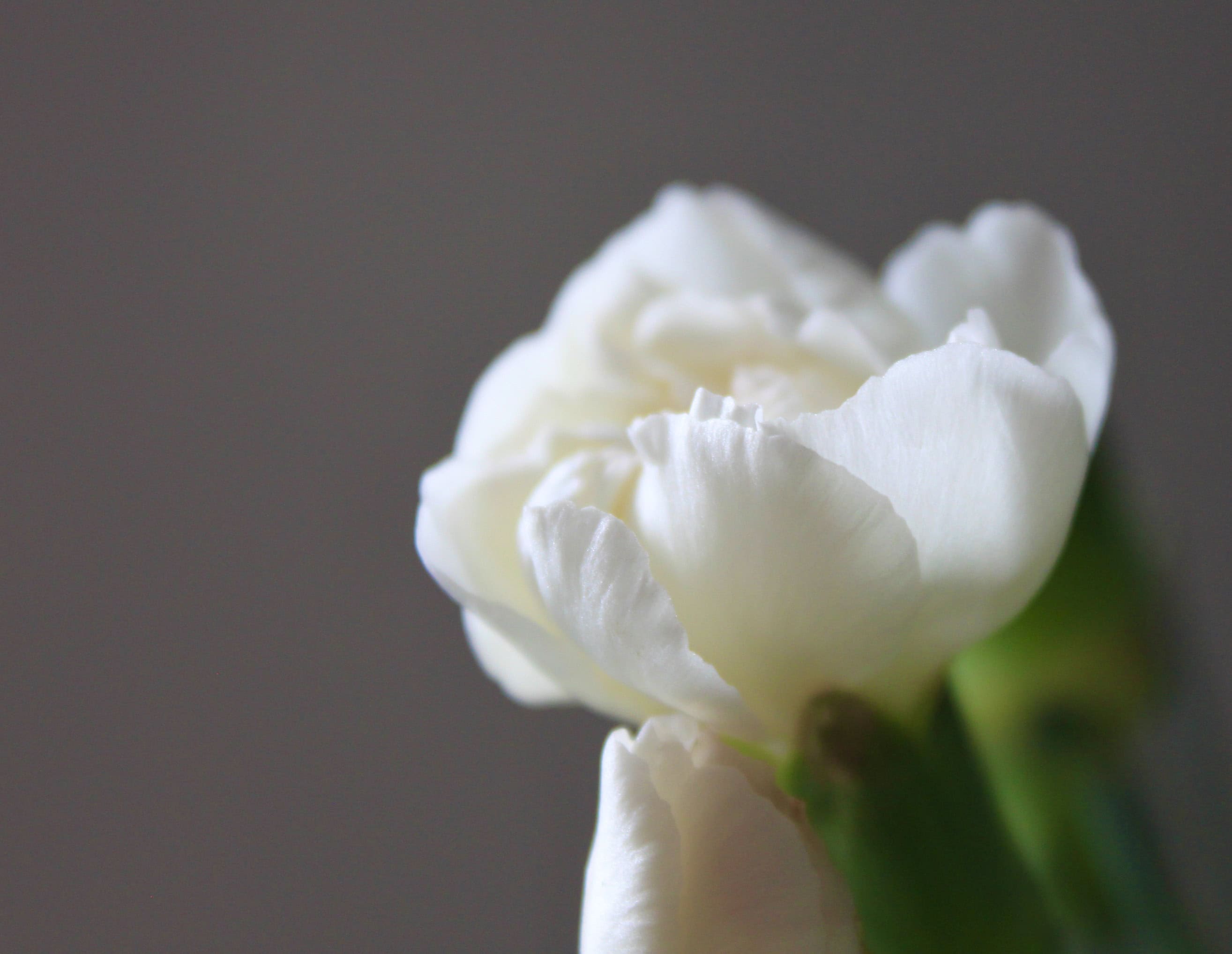 White Carnation — FOTD Apr 04