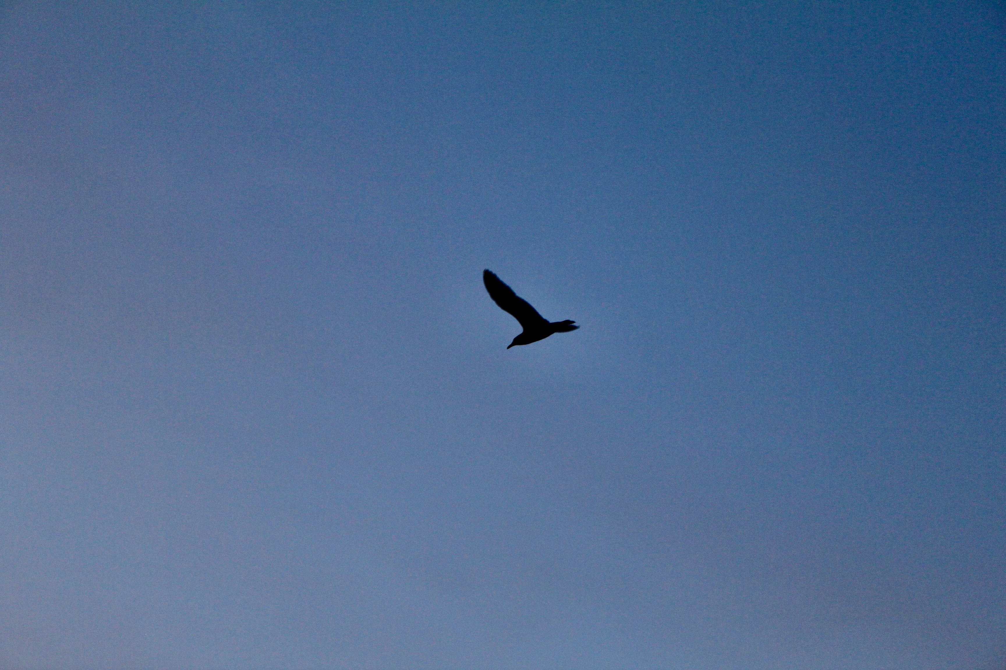 Silent Sunday
