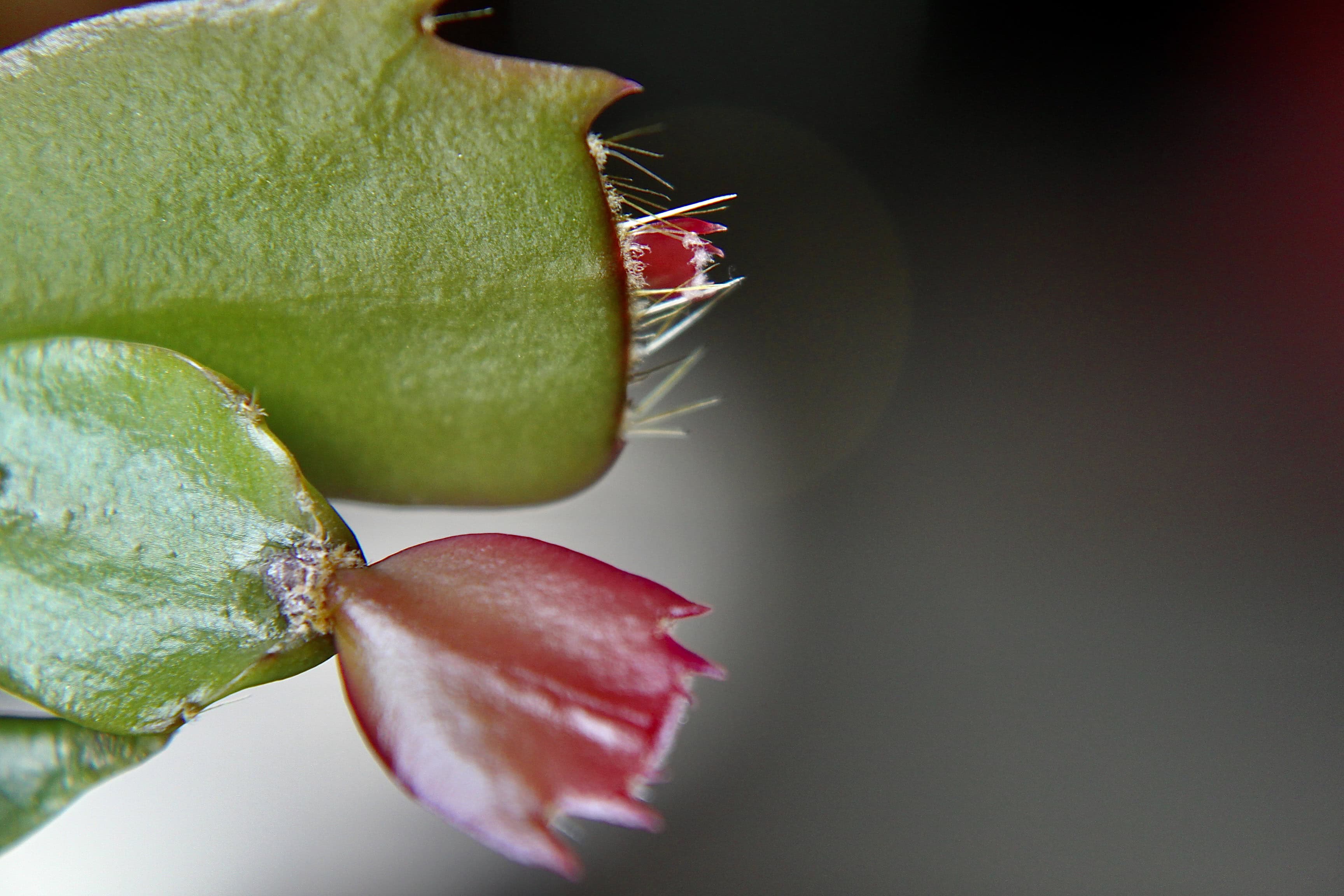 New cactus leafs