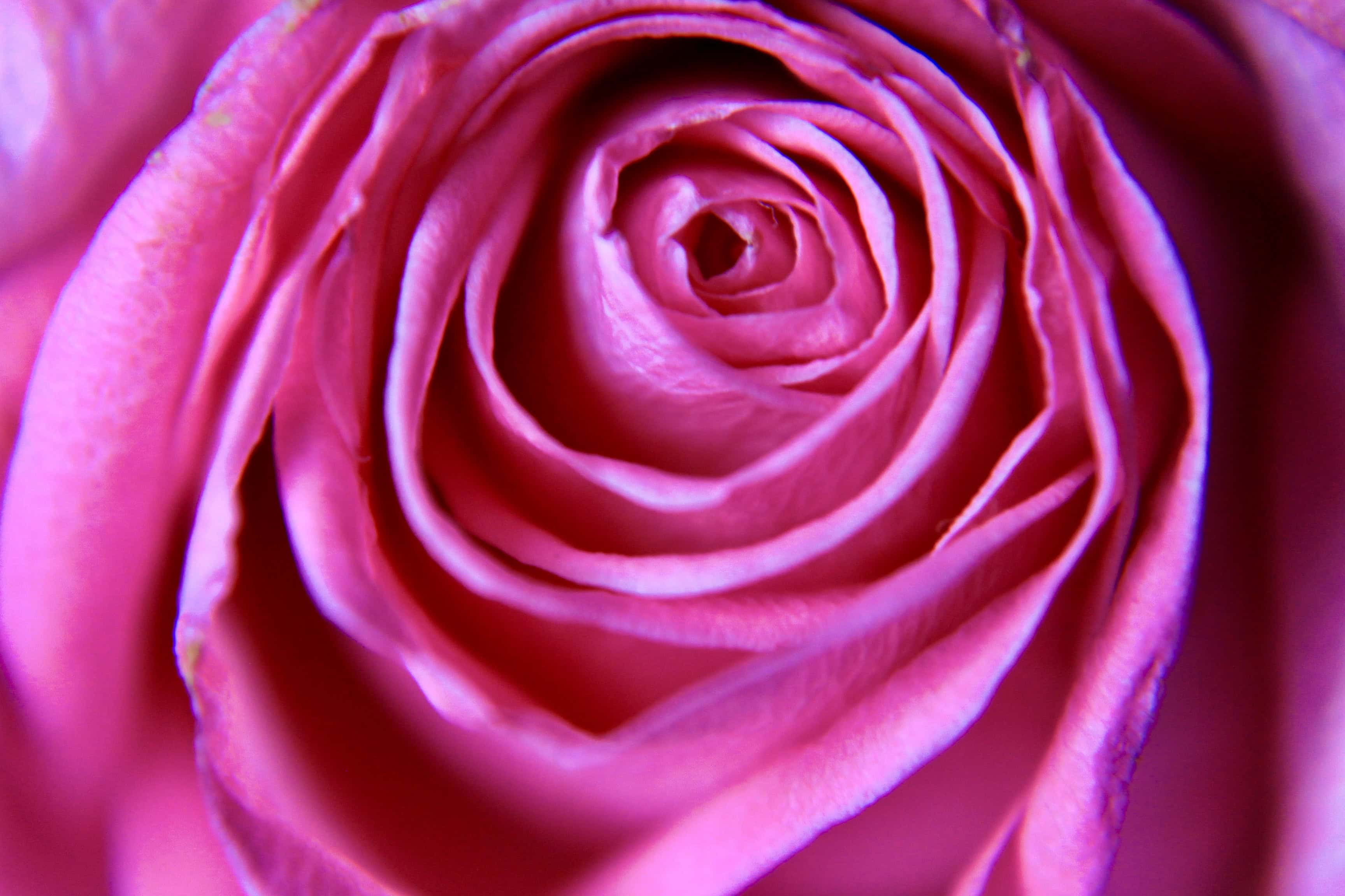 Pink rose centre