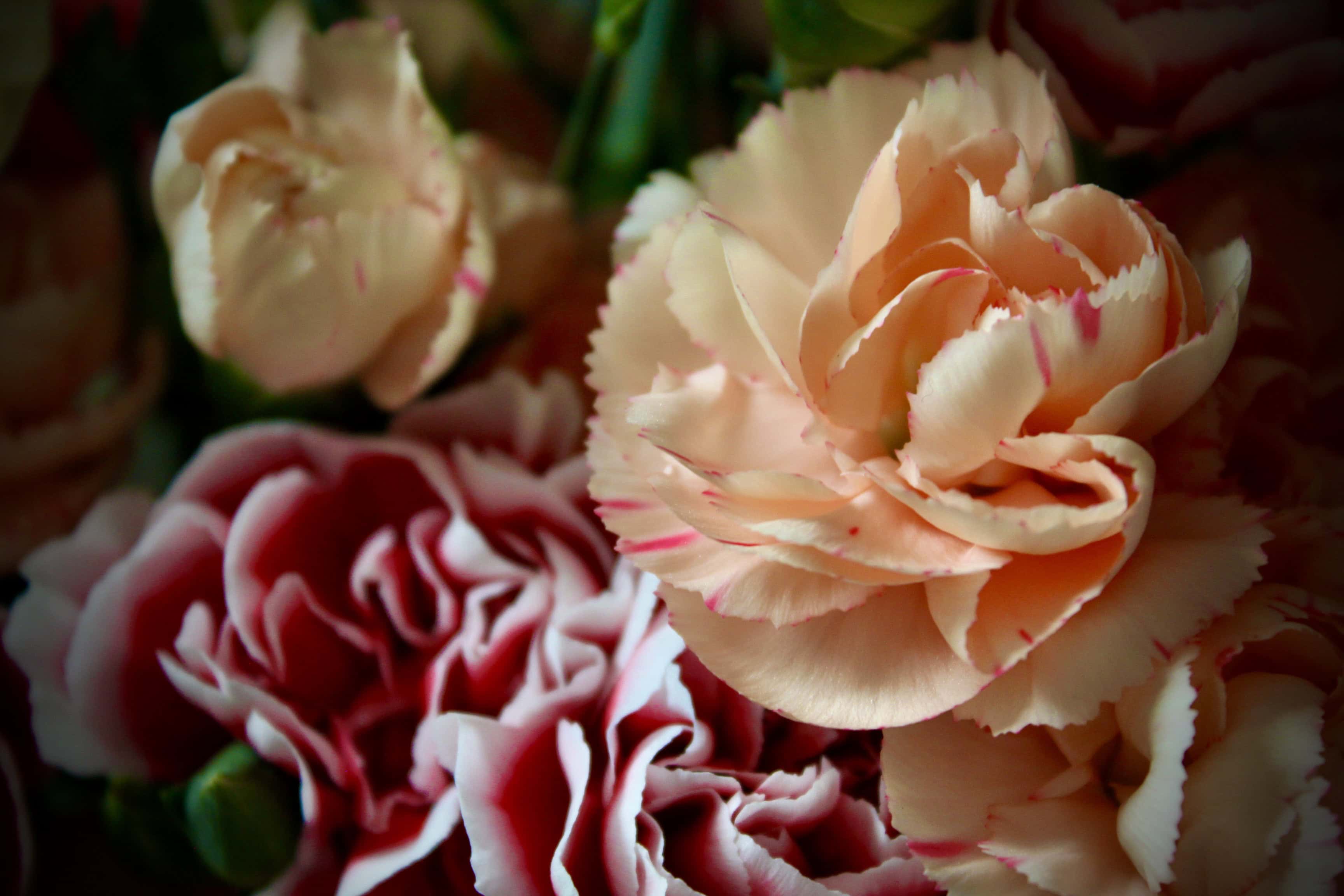 Carnations