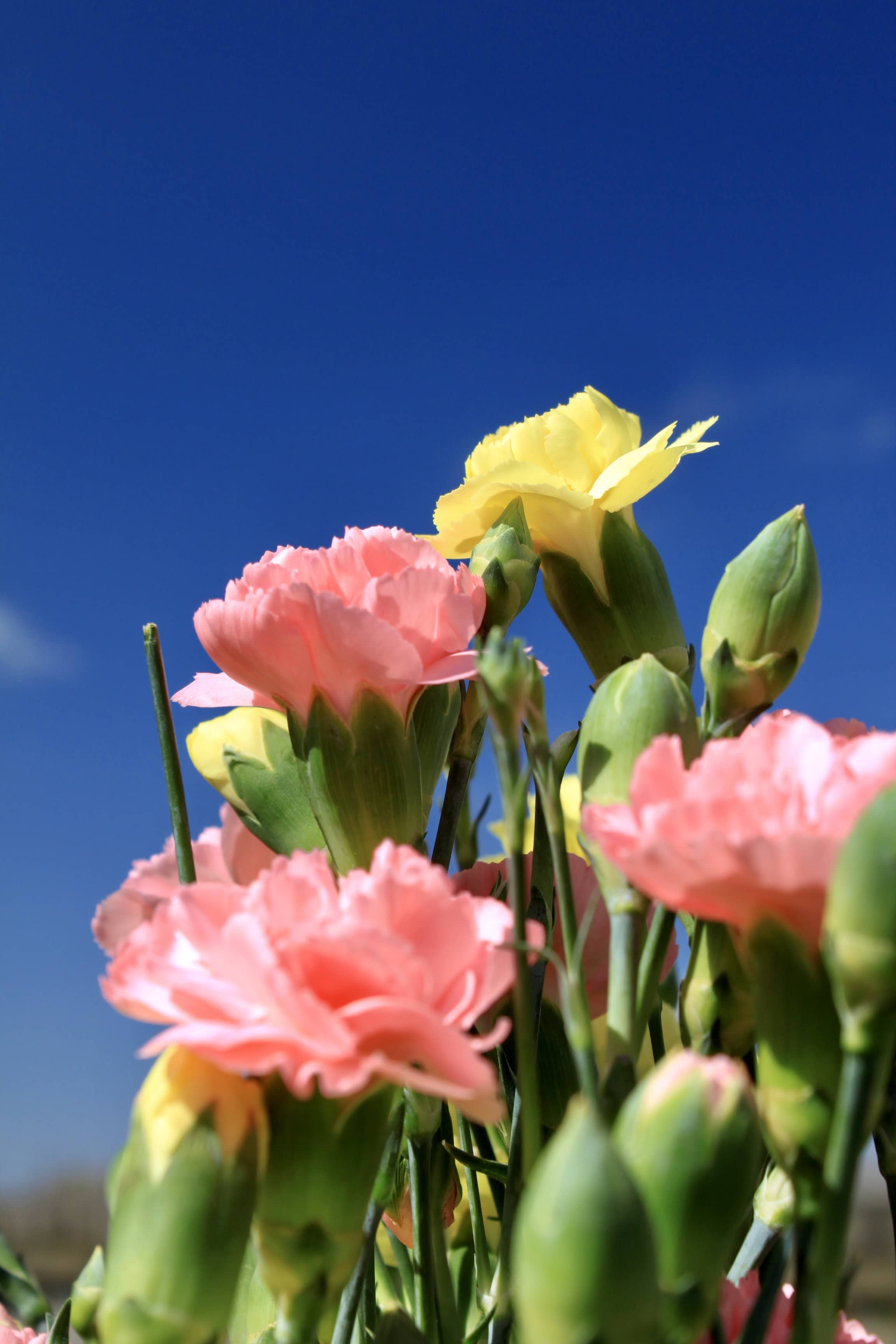 Carnations