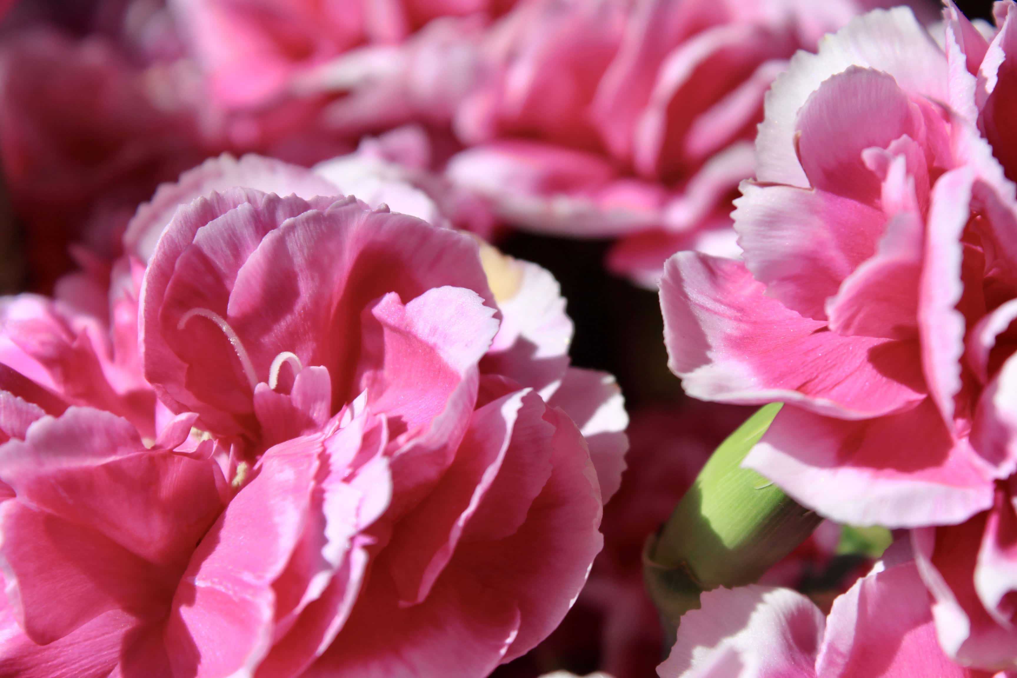 Pink Carnations #4 — FOTD Apr 09