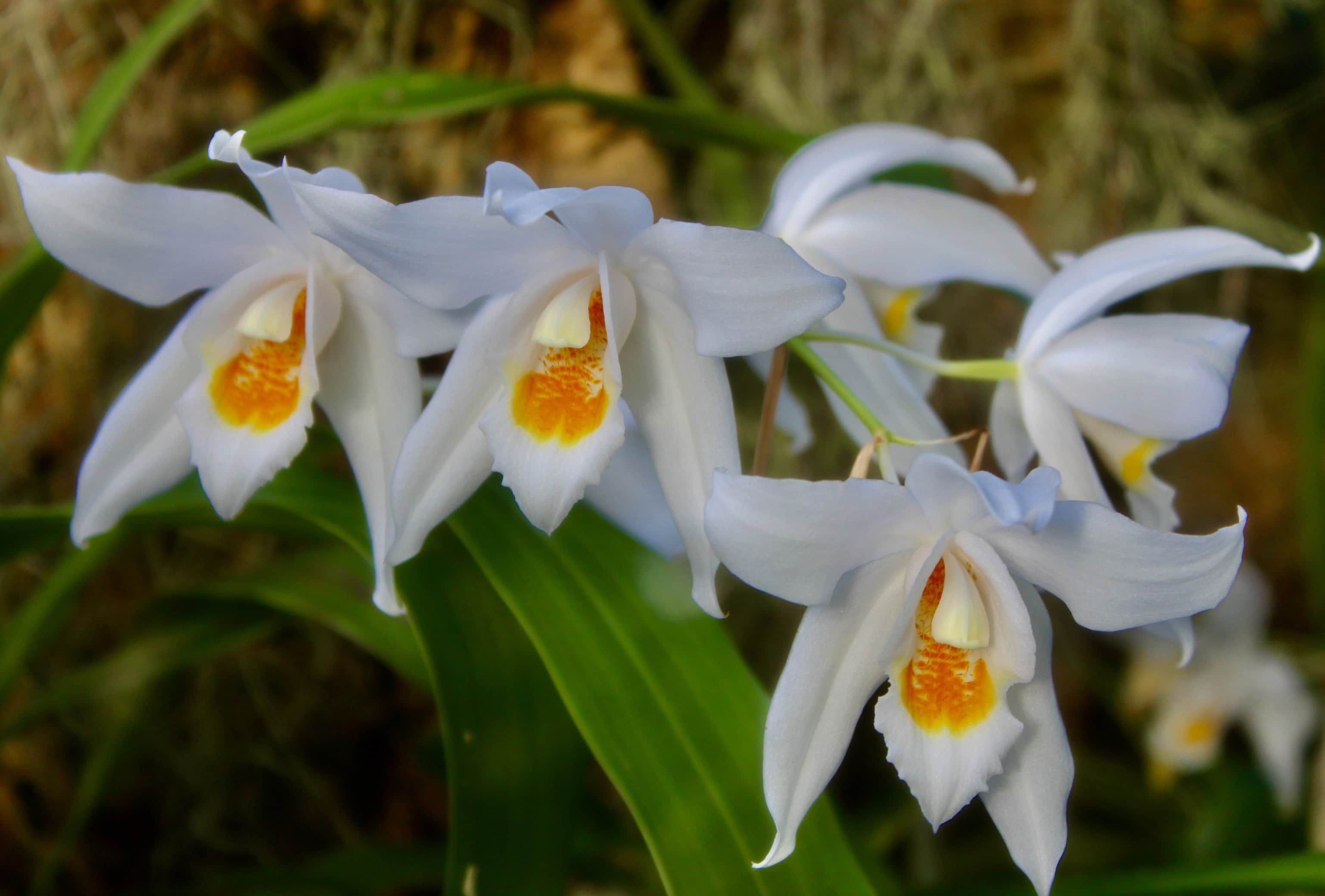 Orchids