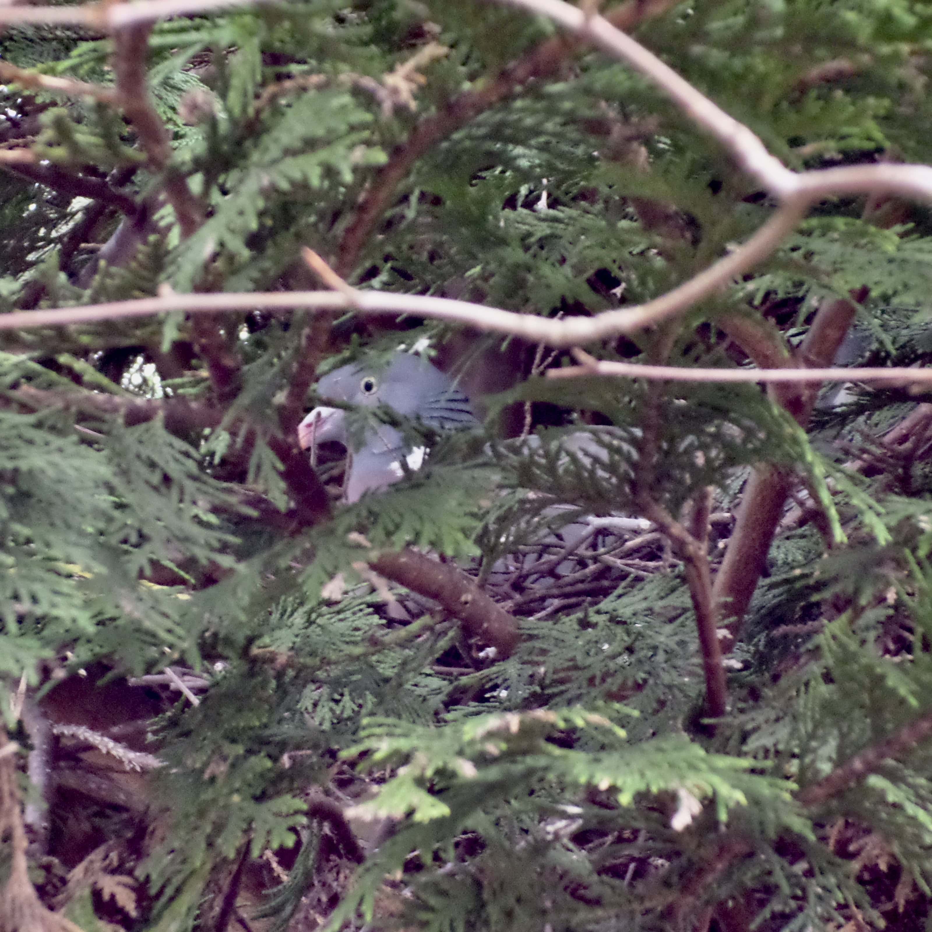 Atop the nest