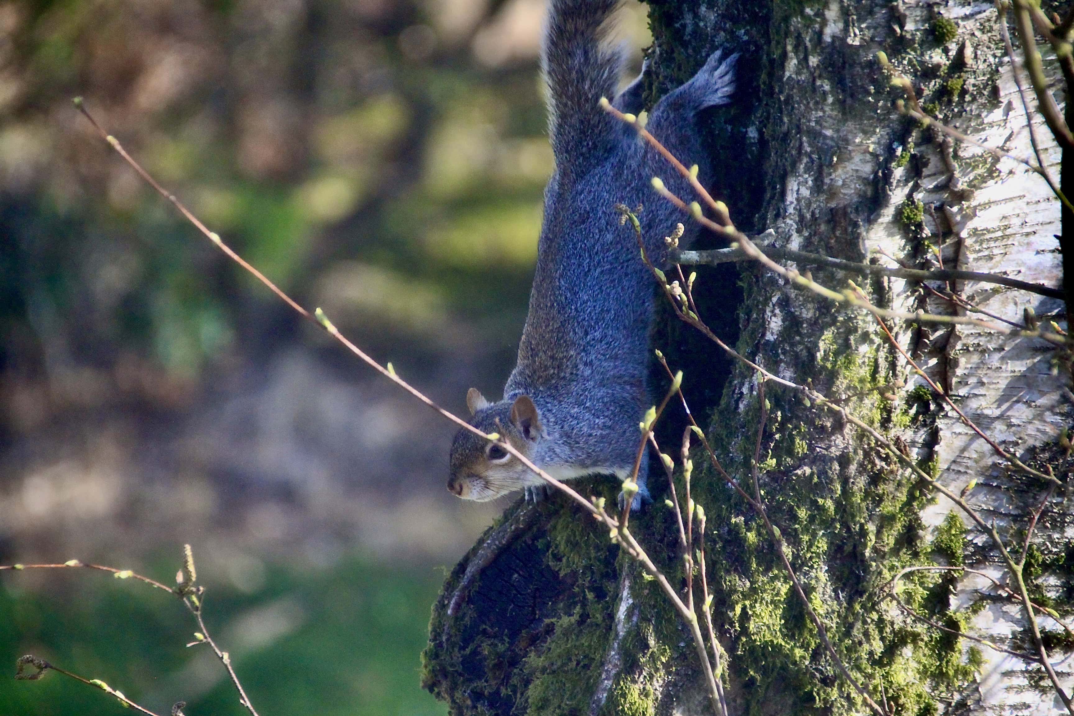 Squirrel