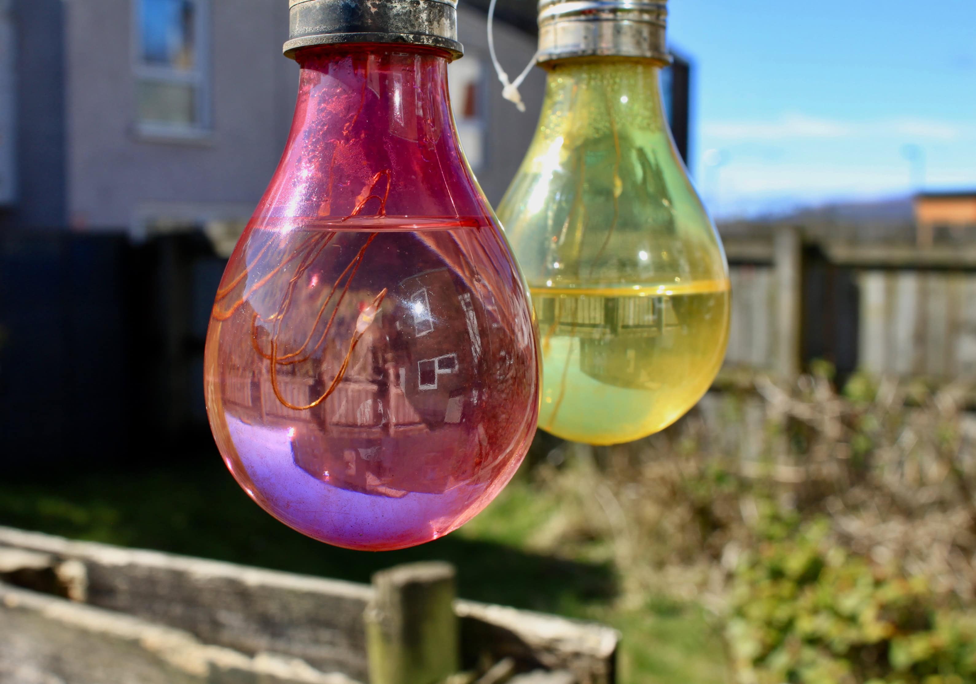 Garden bulbs
