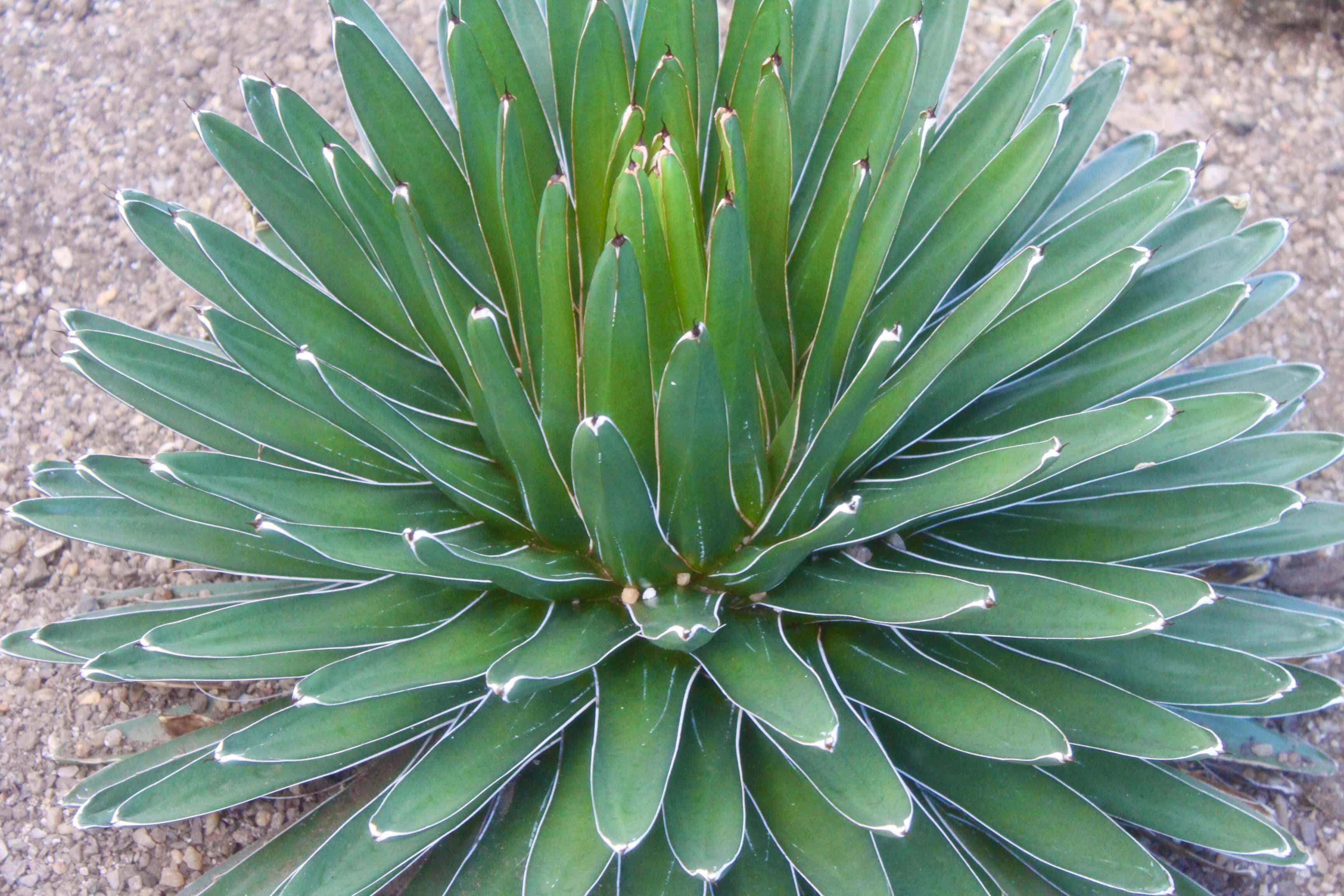 Cactii