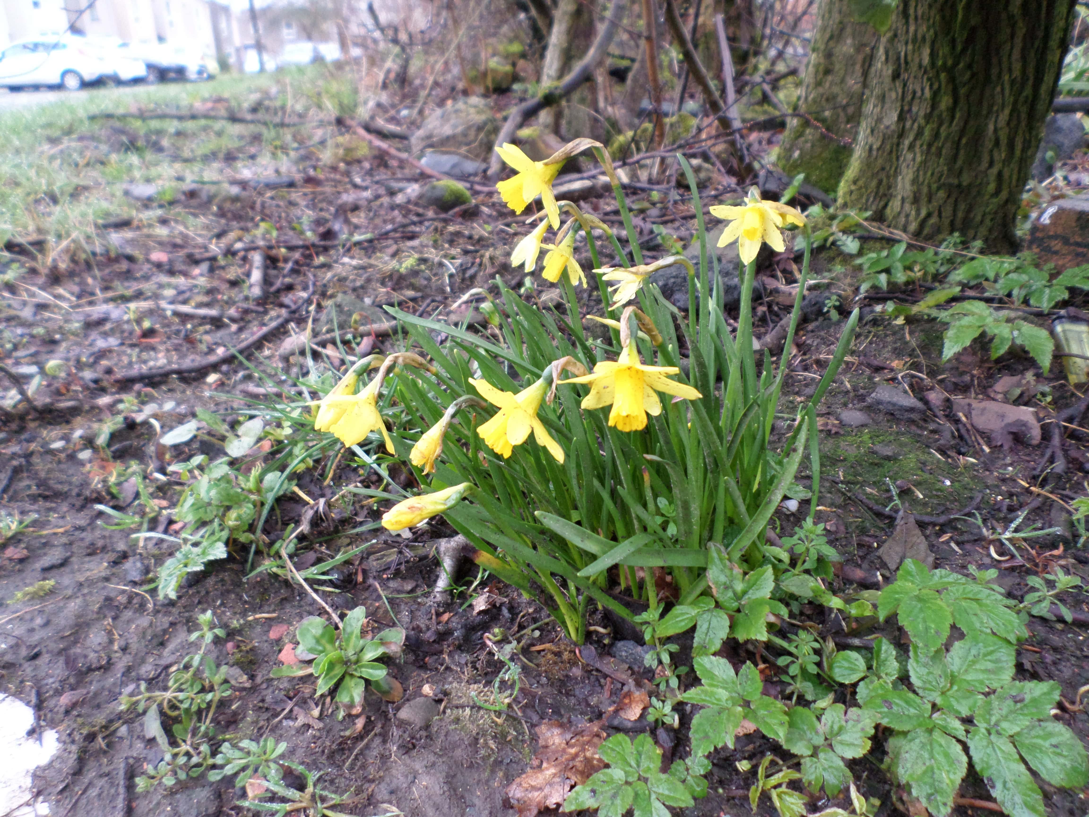 Narcissus