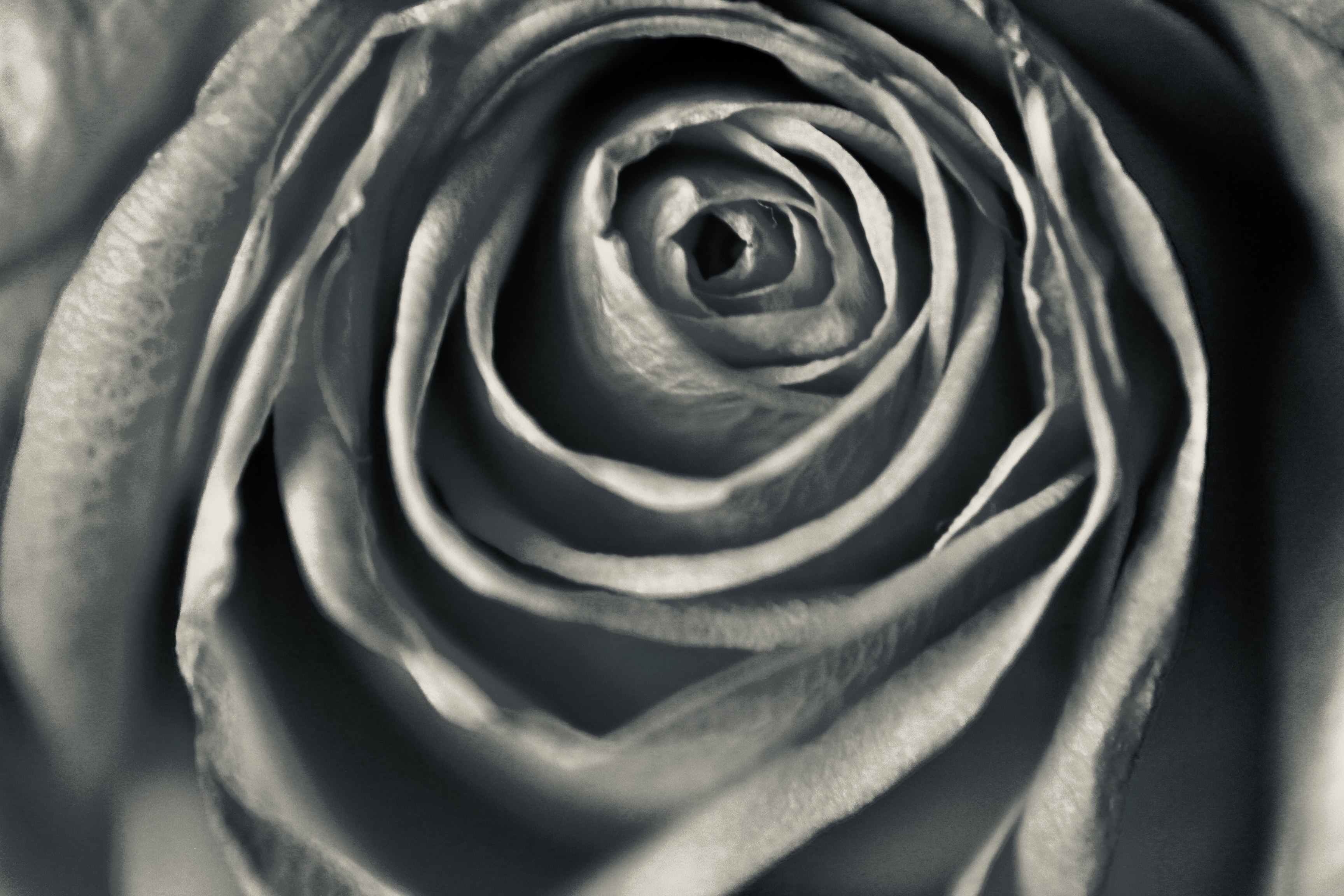 Pink rose centre in silvertone
