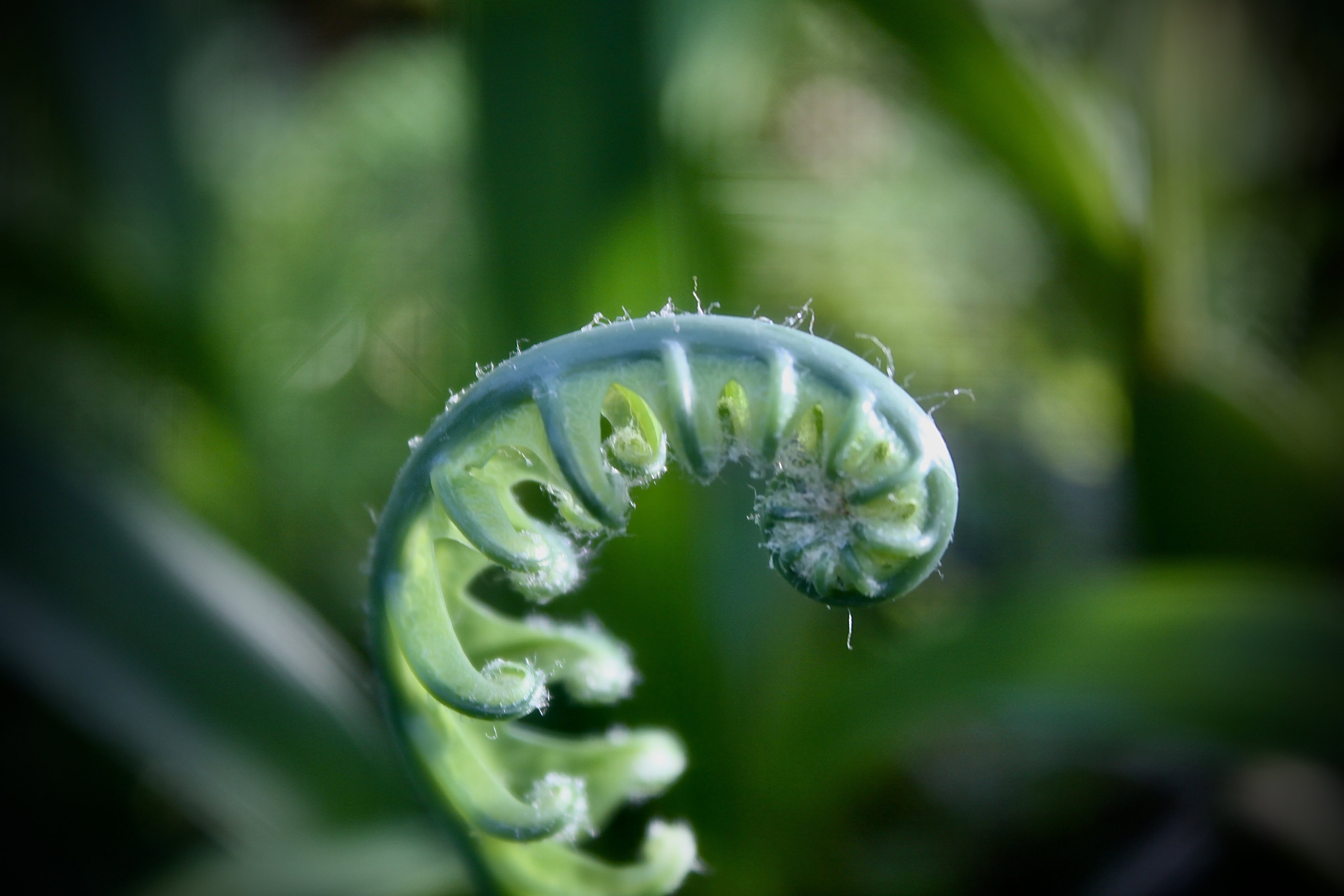 Unfurling fern