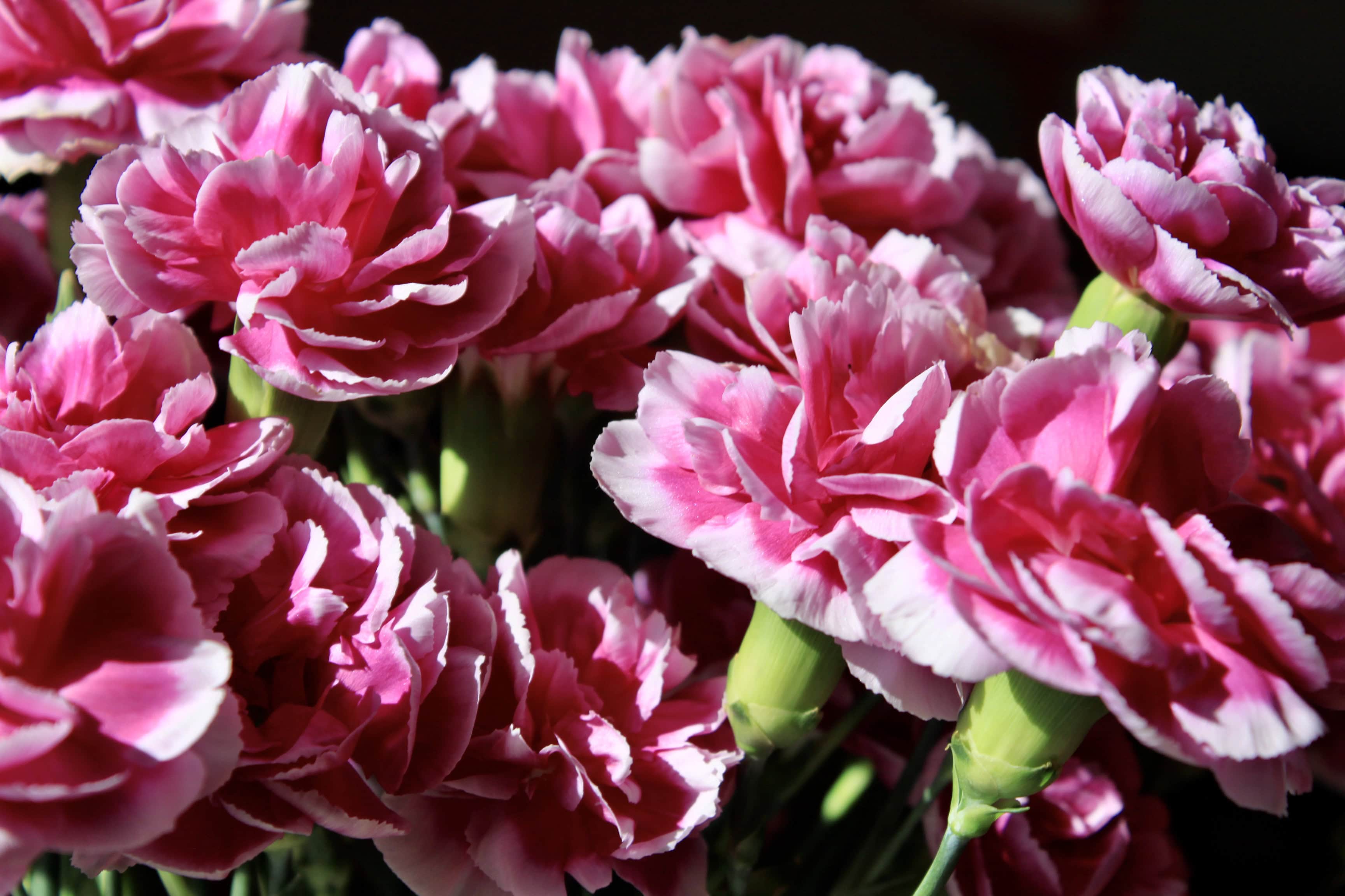 Pink Carnation #6 — FOTD Apr 11