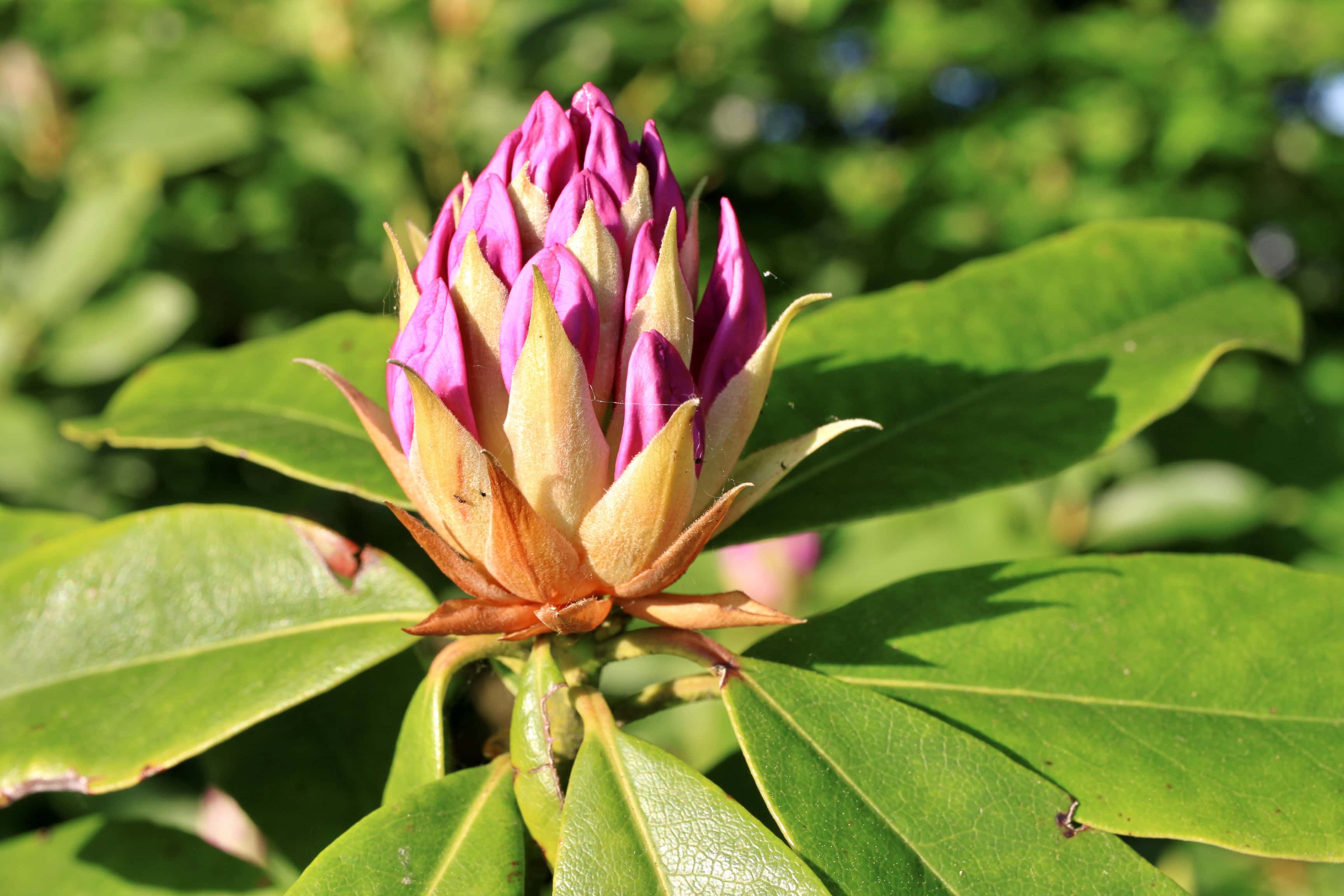 Rhododendron buds