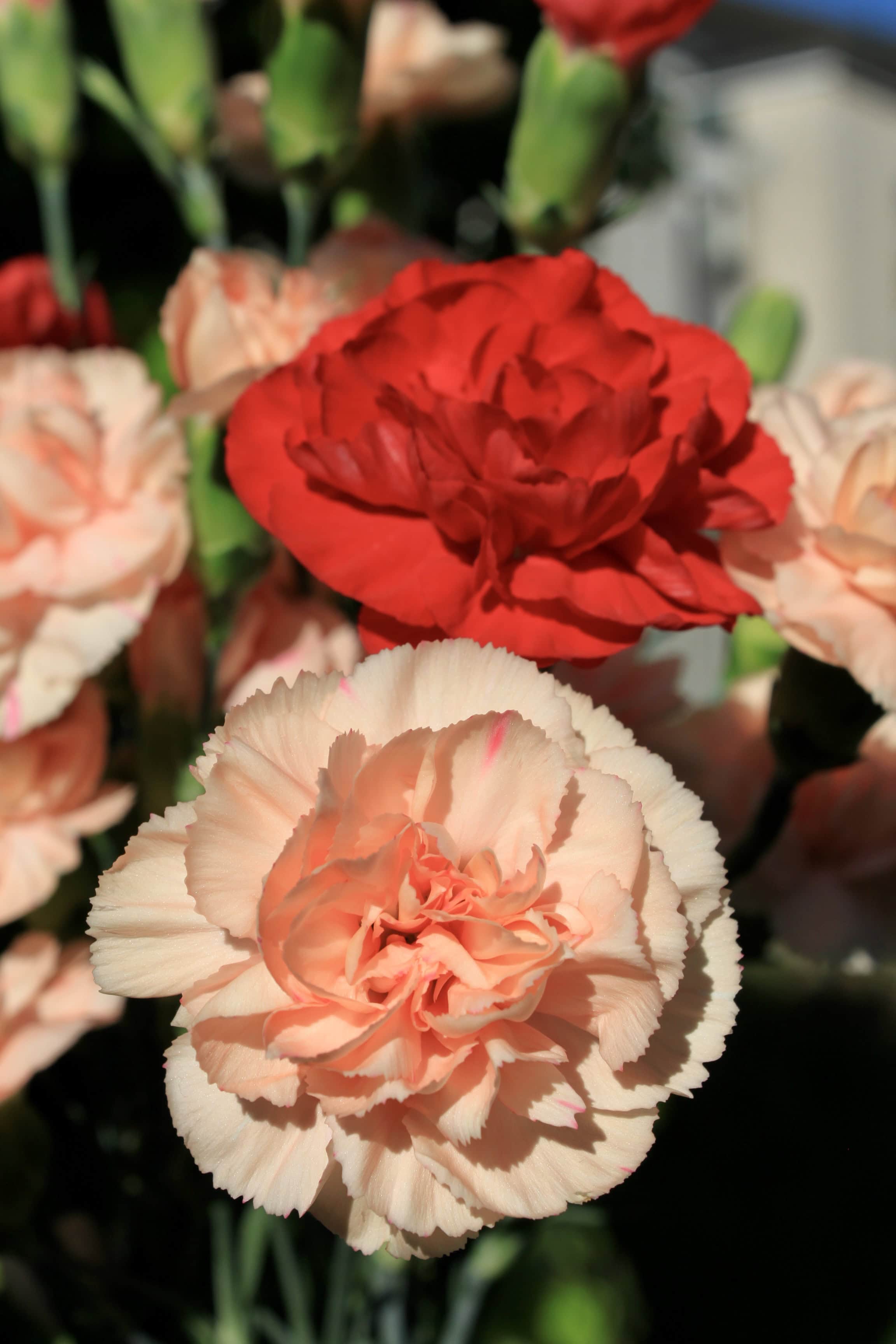 Pink & red carnations