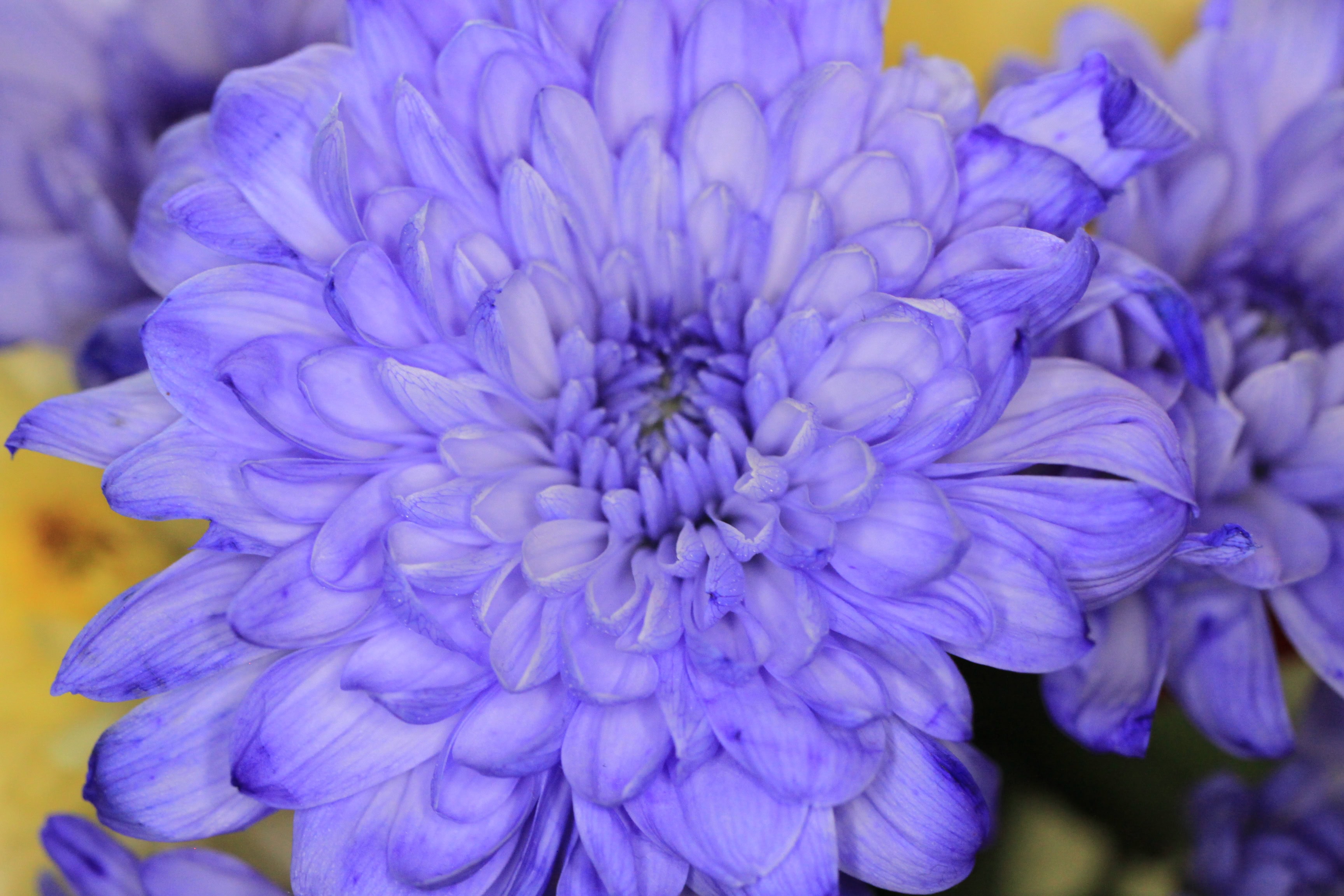 Dyed chrysanths