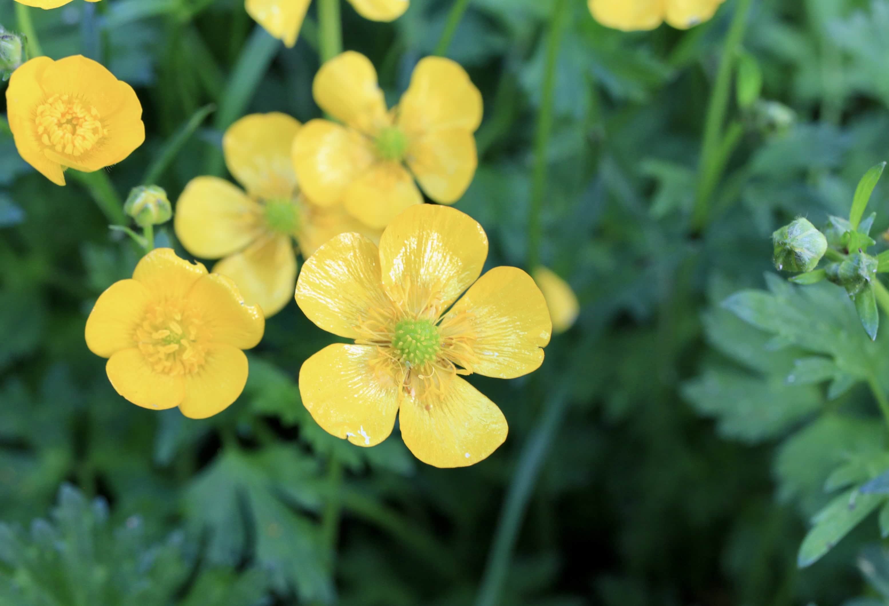 Buttercup