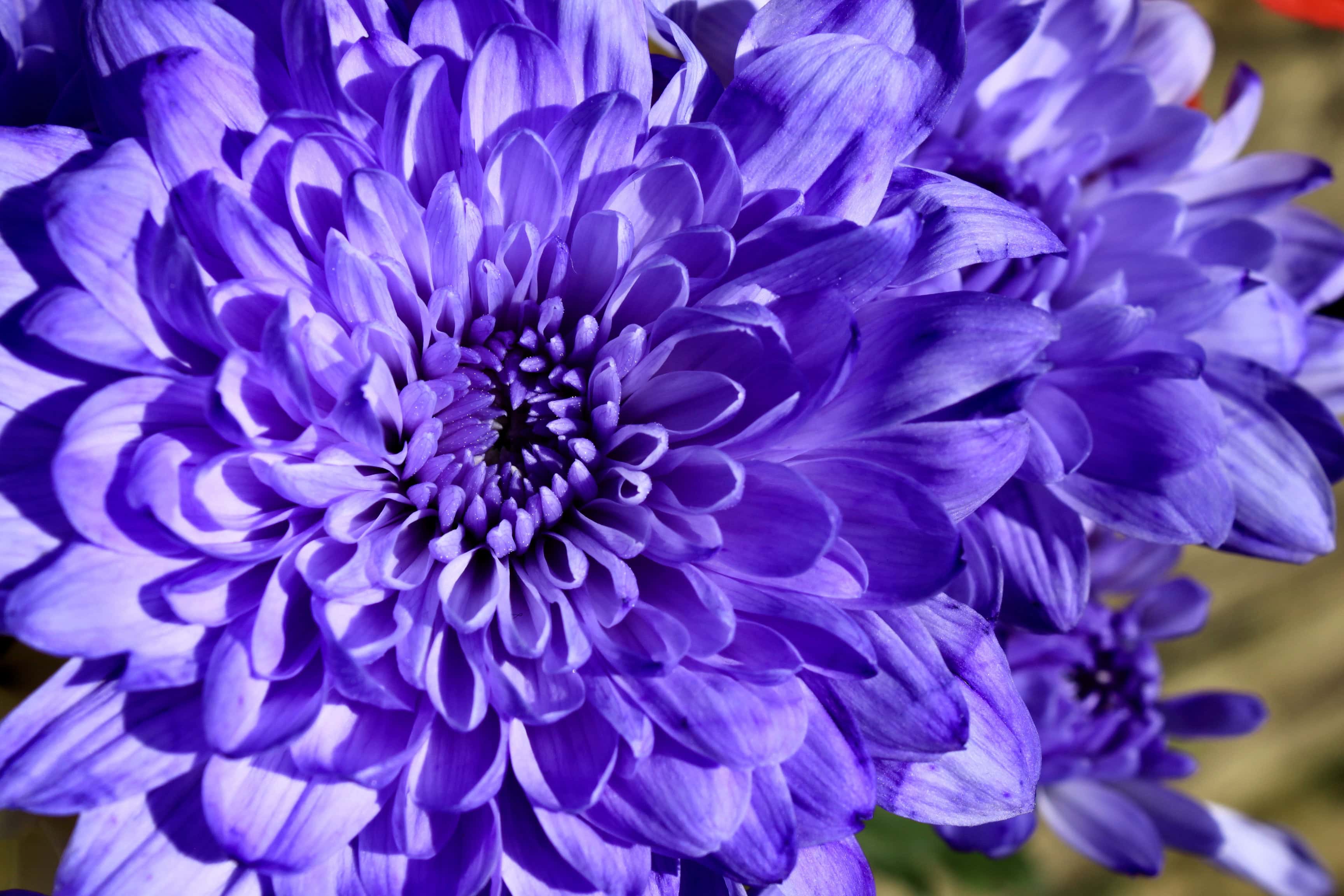 Purple Chrysanthemum — Sunshines Macro Monday #43