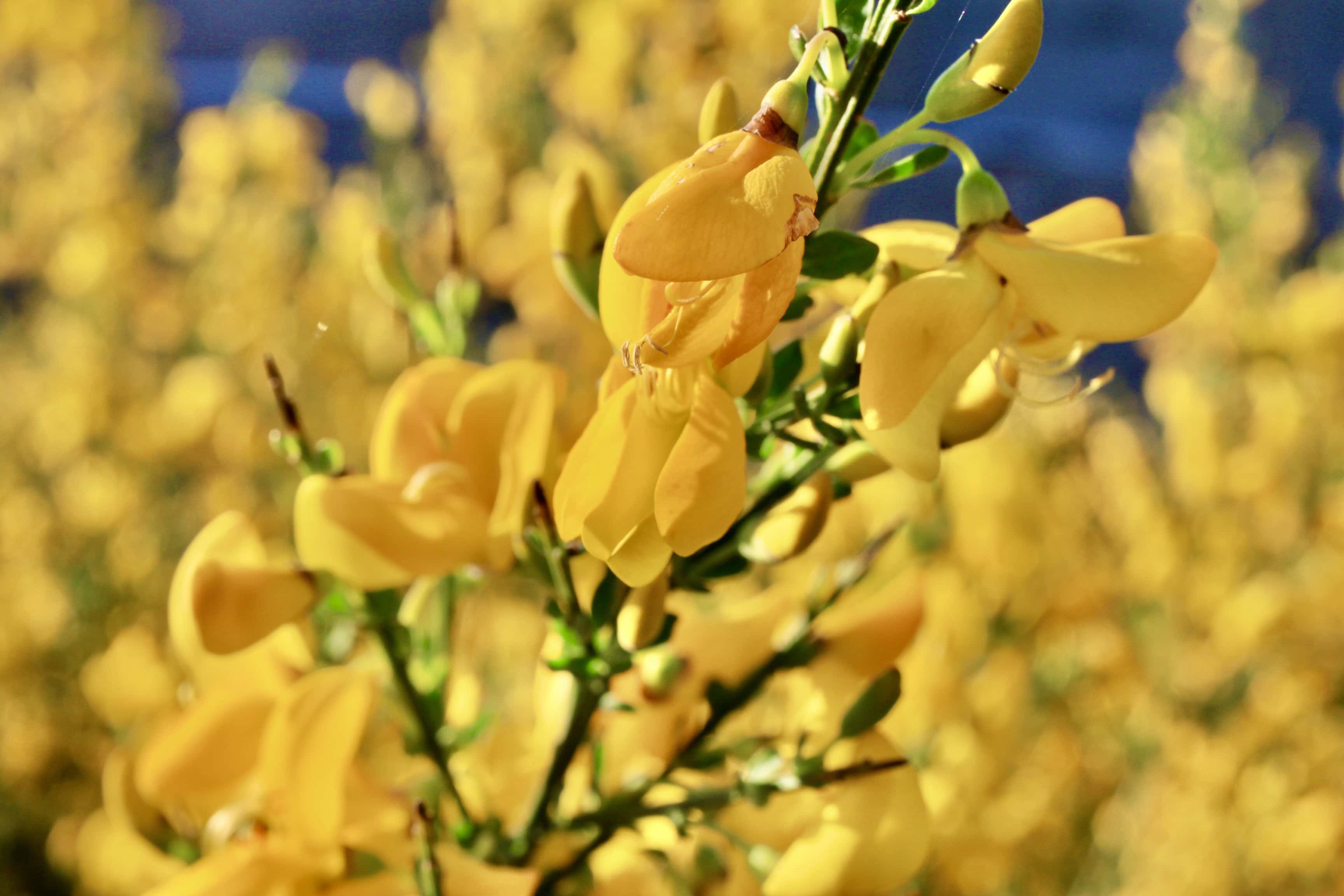 Gorse flowers