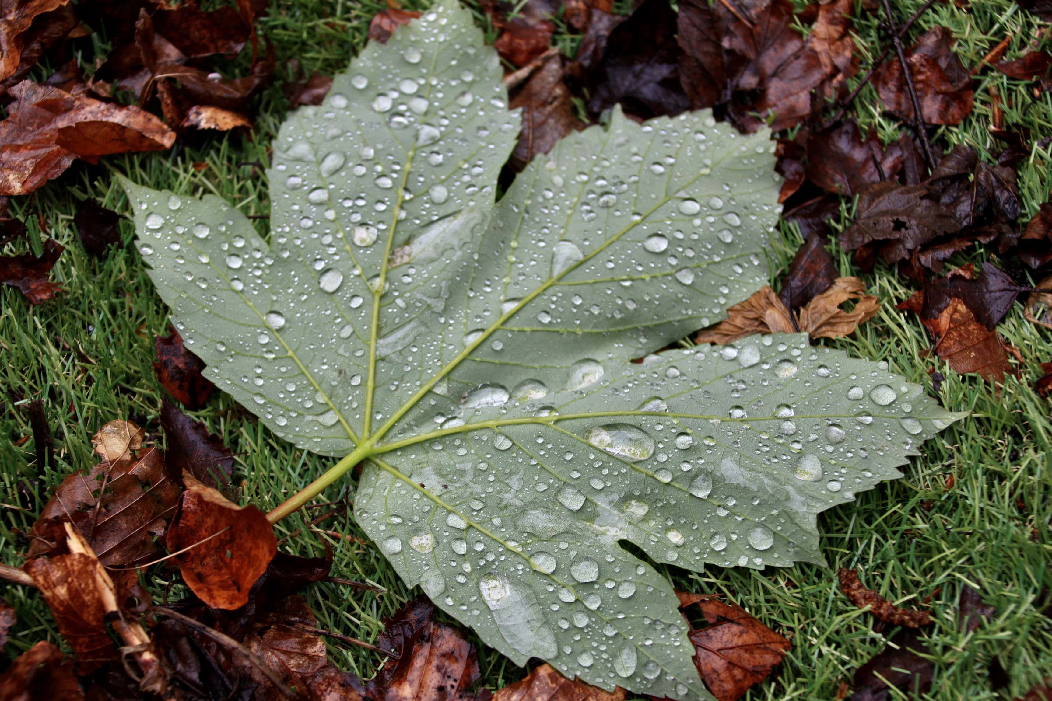 Water droplets on fallen leaf