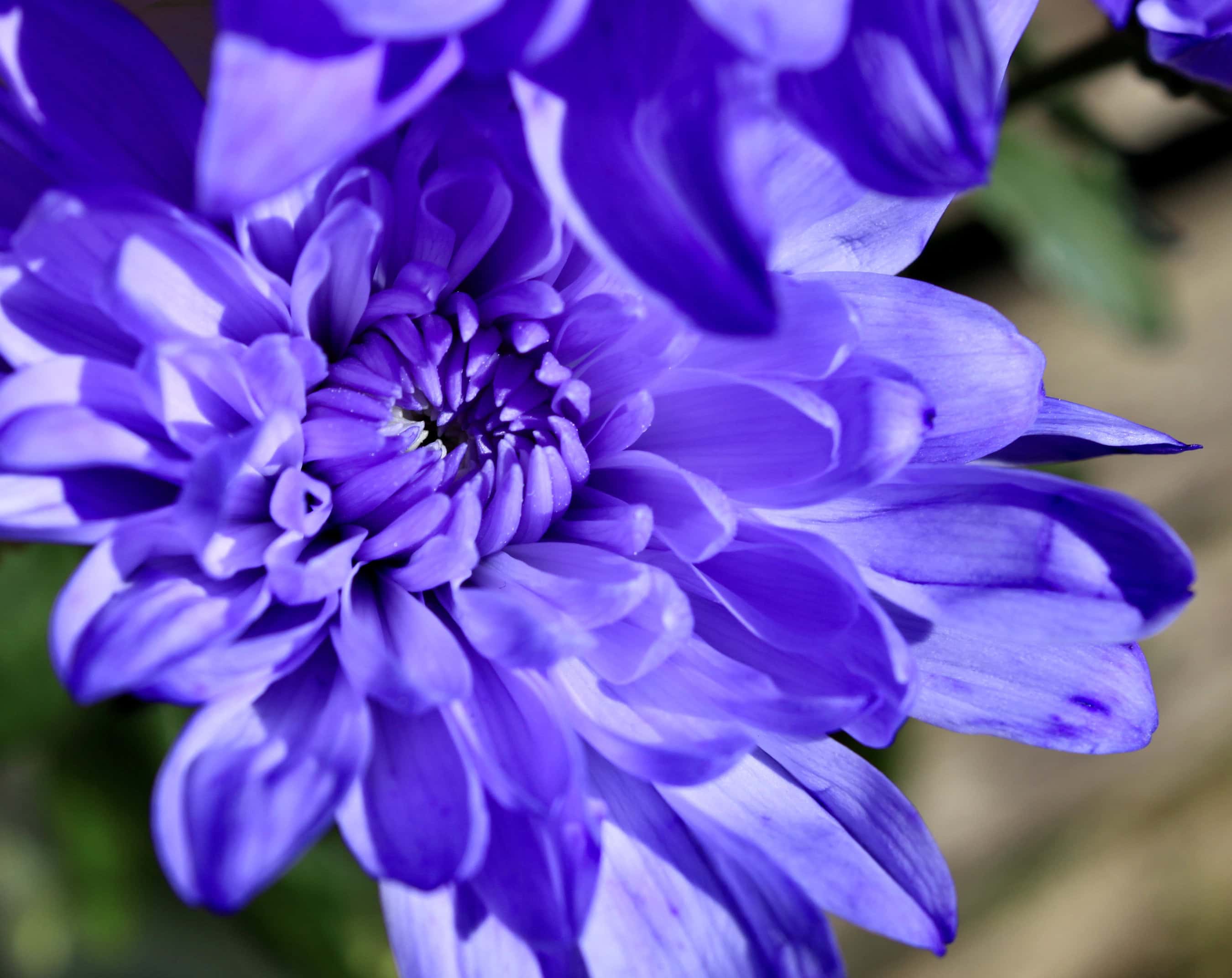 Purple chrysanthemum