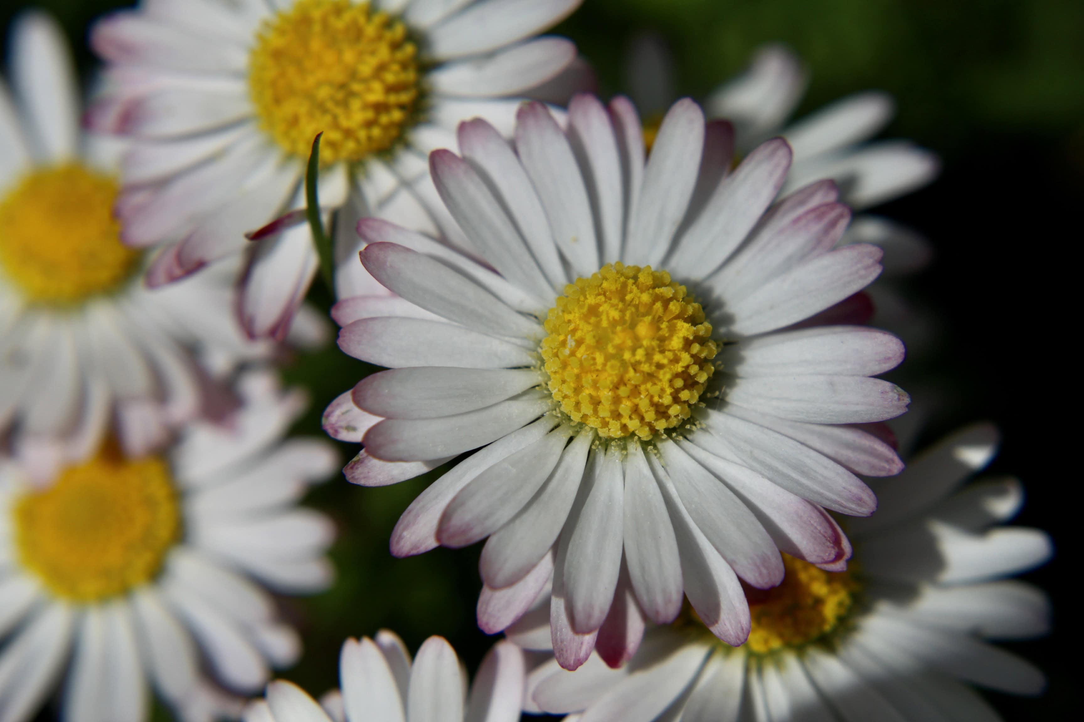Daisies