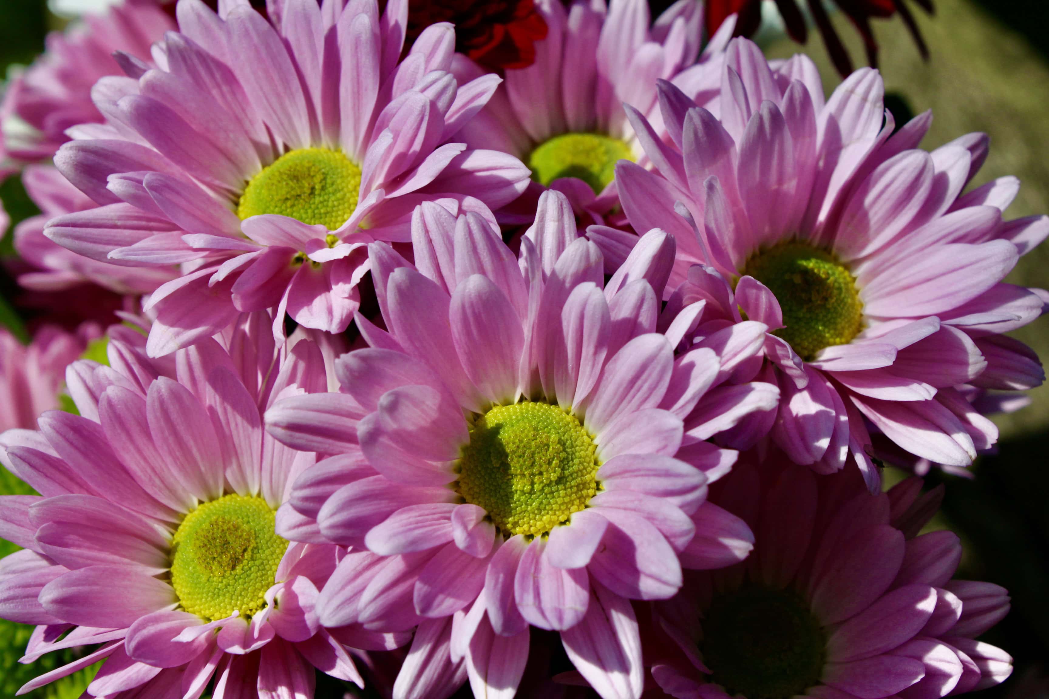 Pink Asters — FOTD May 28