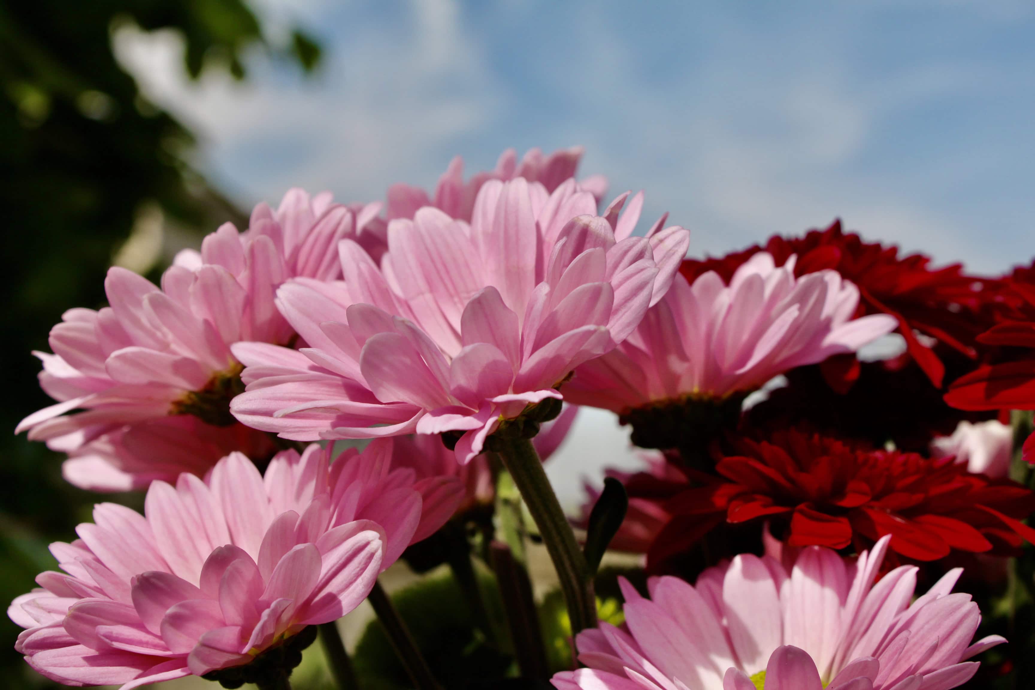 Pink asters