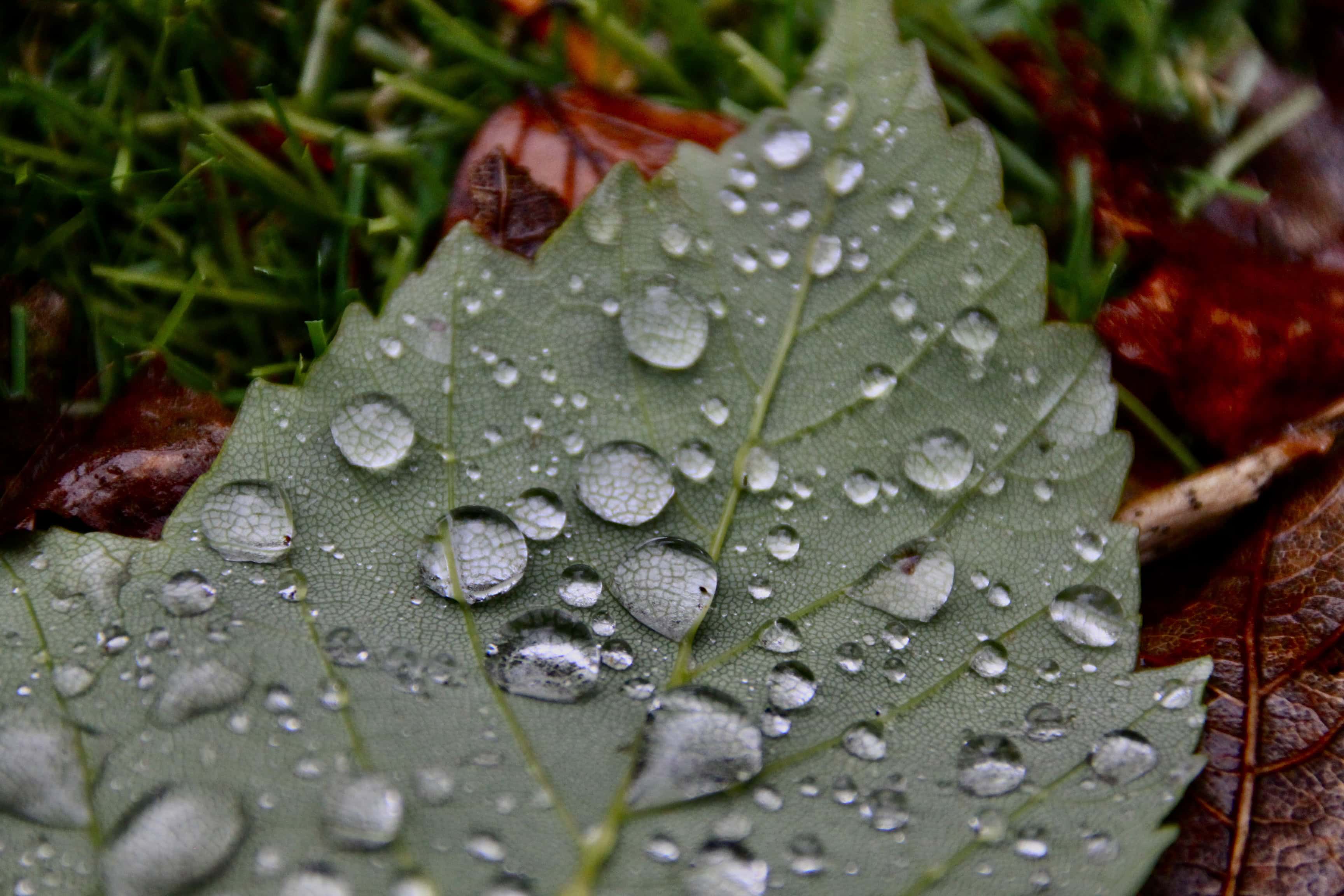 Water Droplets on a leaf — Water Water Everywhere #30