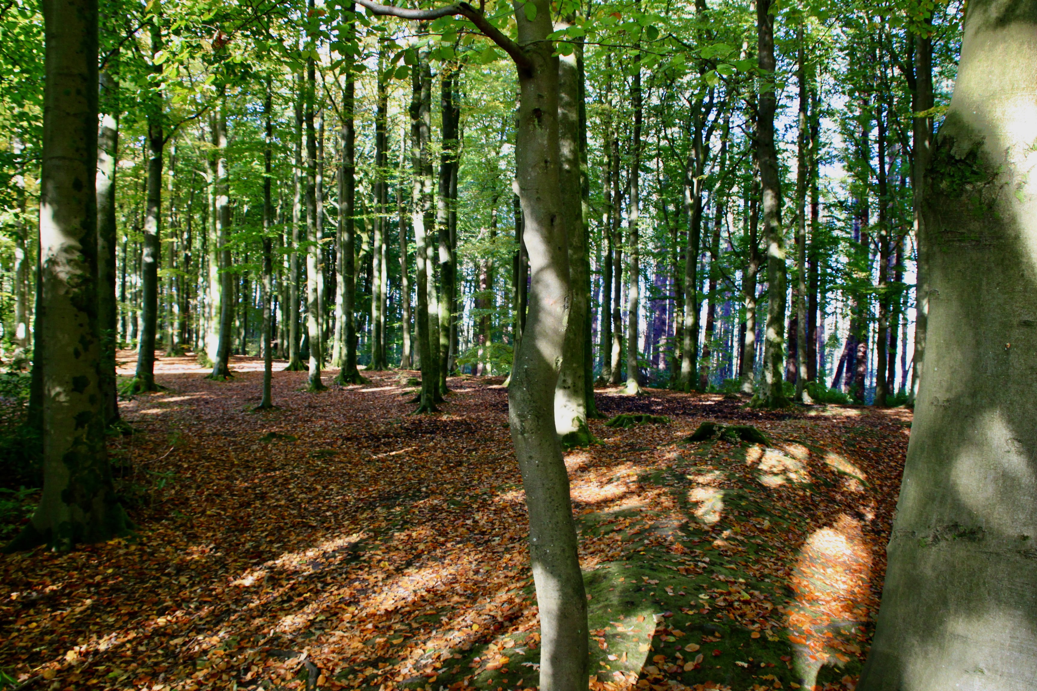 Pollock Country Park
