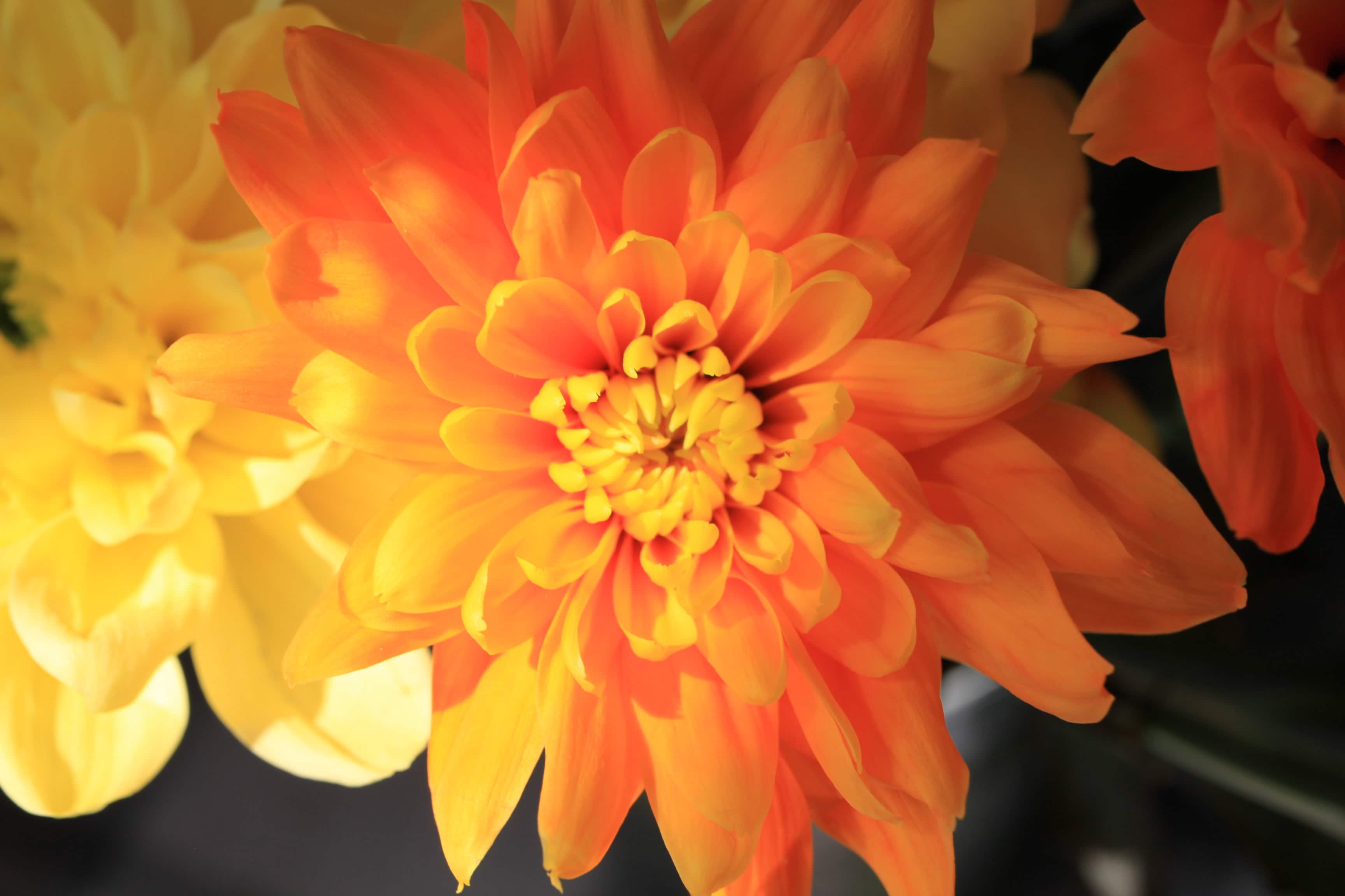 Dyed chrysanths