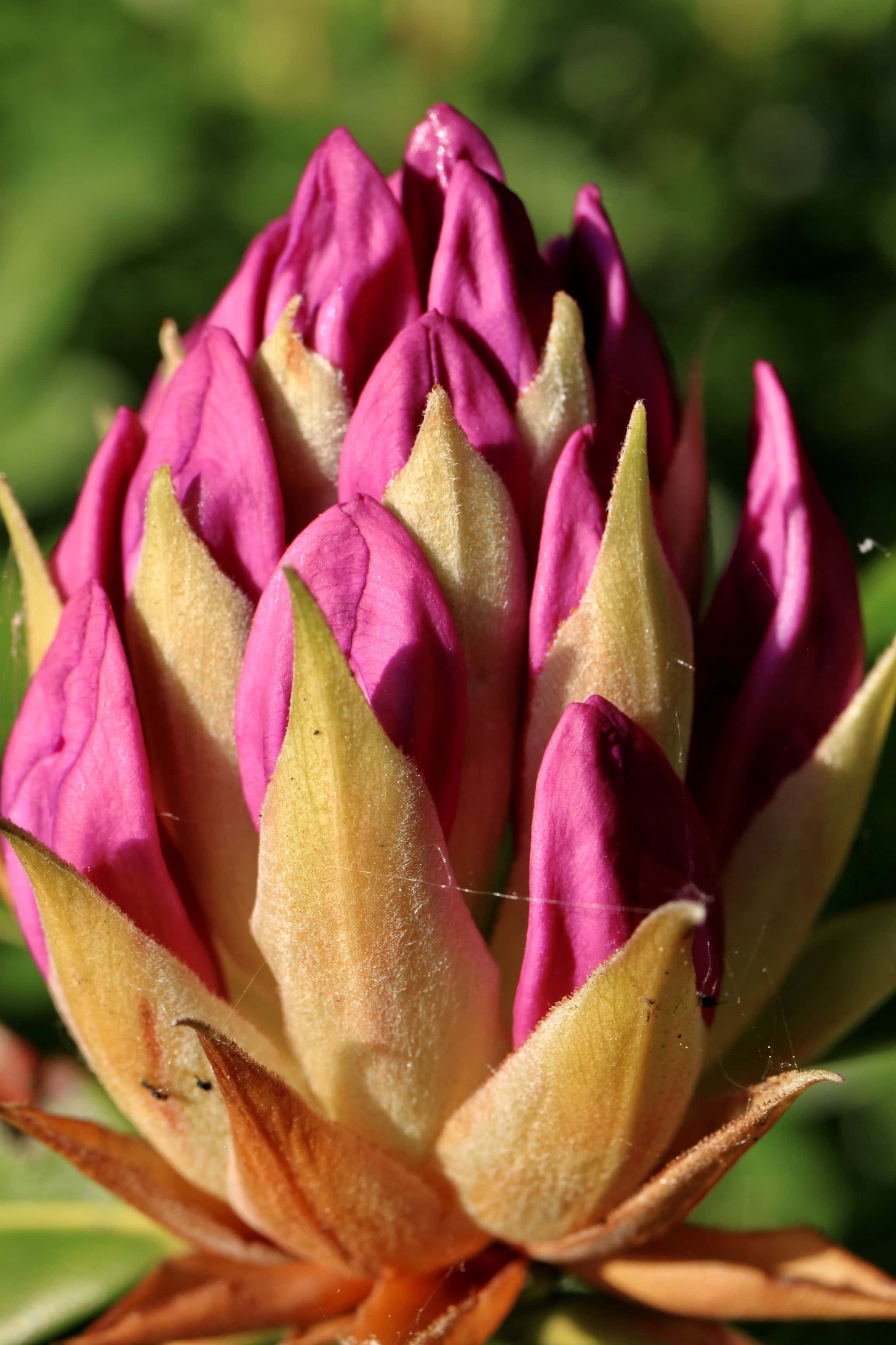 Almost — Floral Friday #20