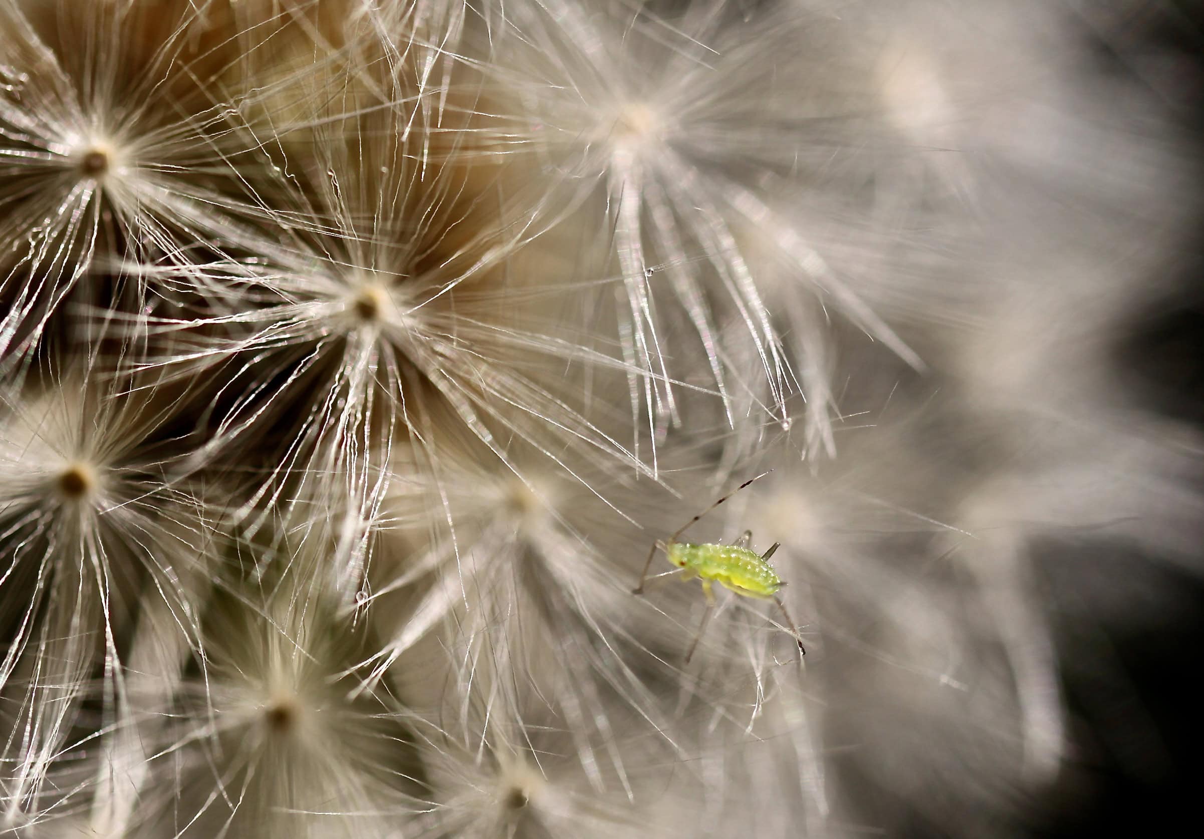Aphid on a wish
