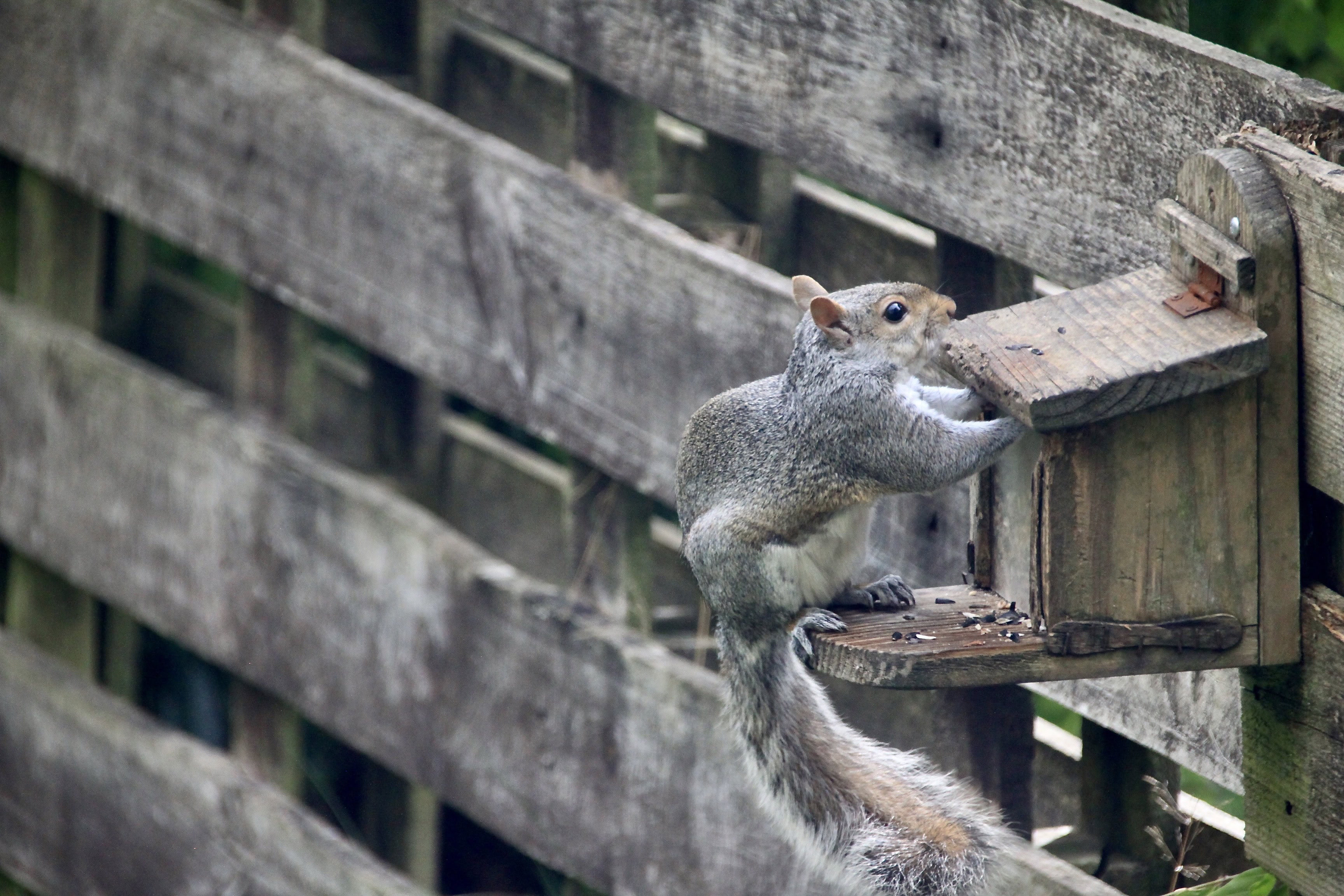 Squirrel