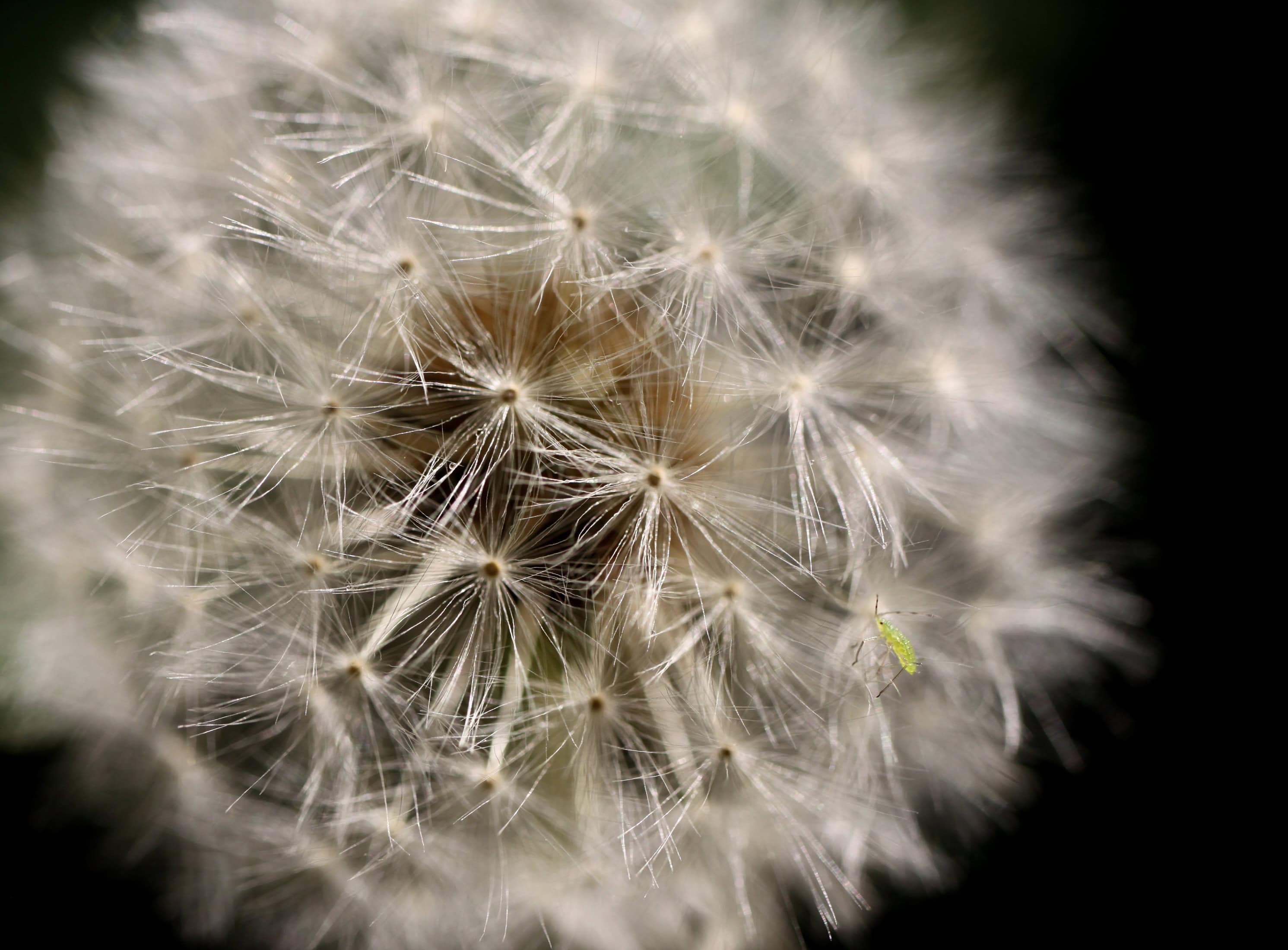 Aphid on a wish