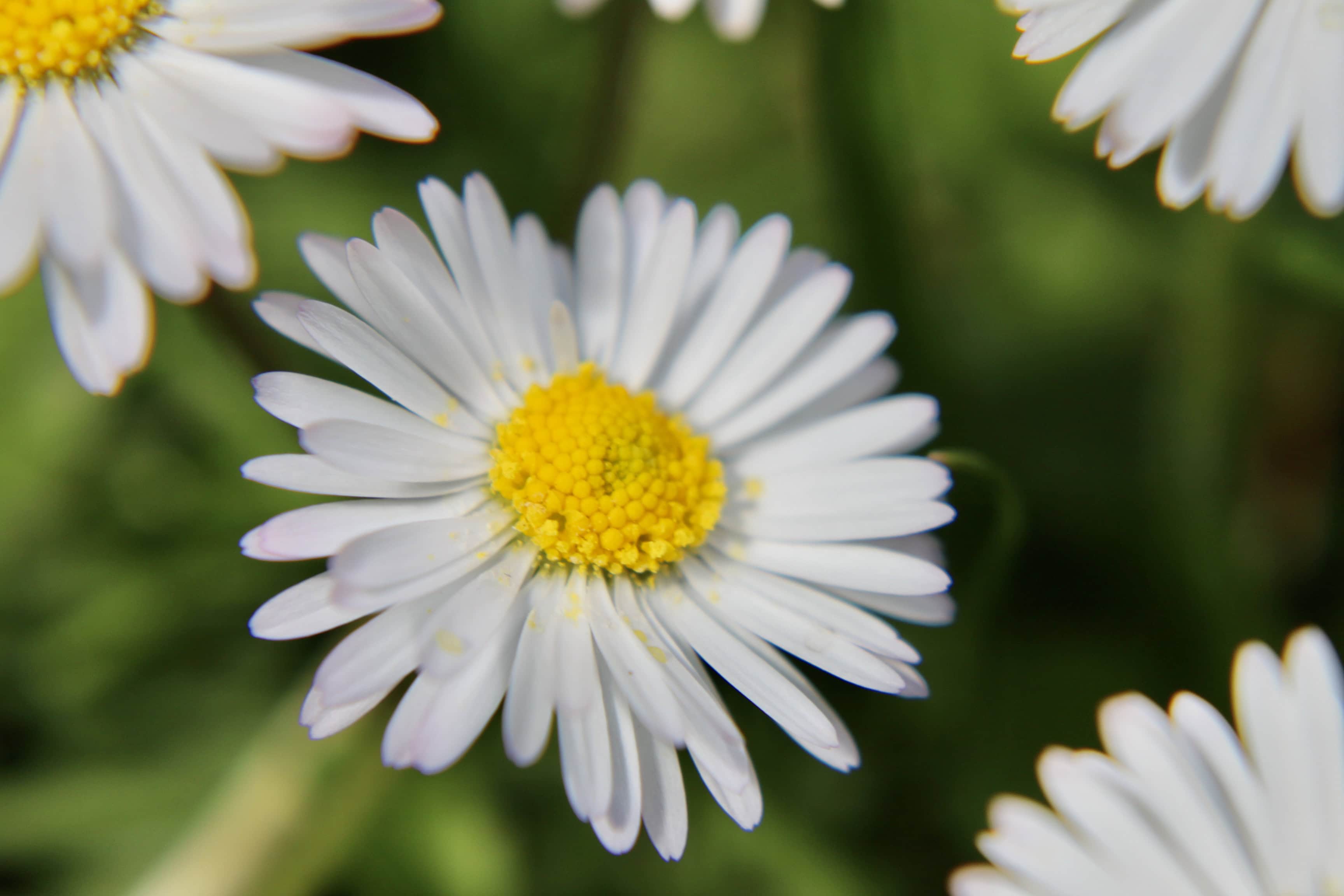 Daisies